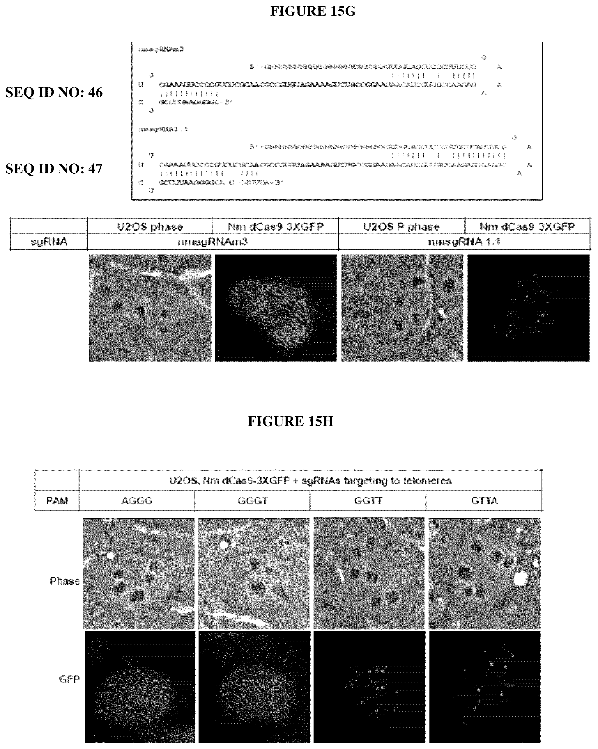 Patent US12098381 Figure 19 – Compositions and methods for differential Cas9 gene labeling and/or editing