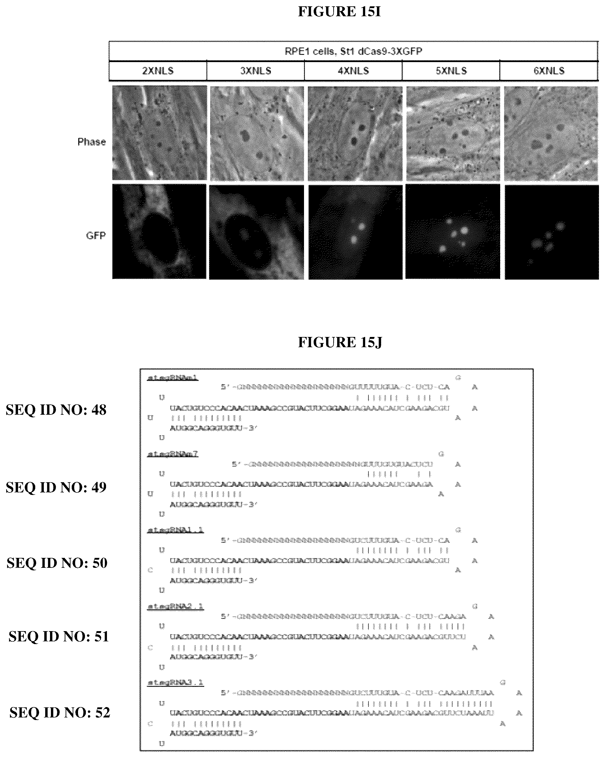 Patent US12098381 Figure 20 – Compositions and methods for differential Cas9 gene labeling and/or editing