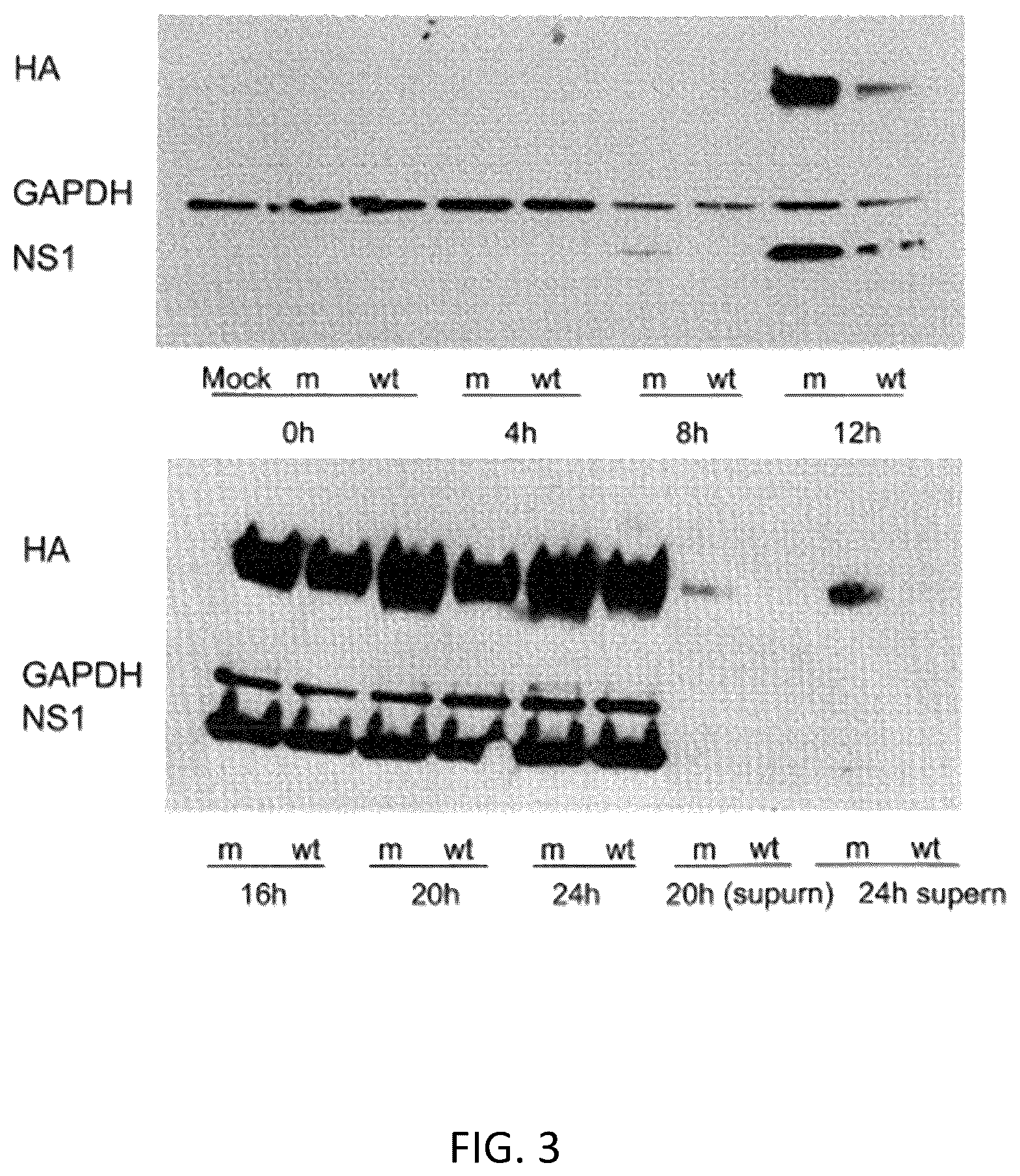 Patent US12098382 Figure 5 – Recombinant influenza viruses and constructs and uses thereof