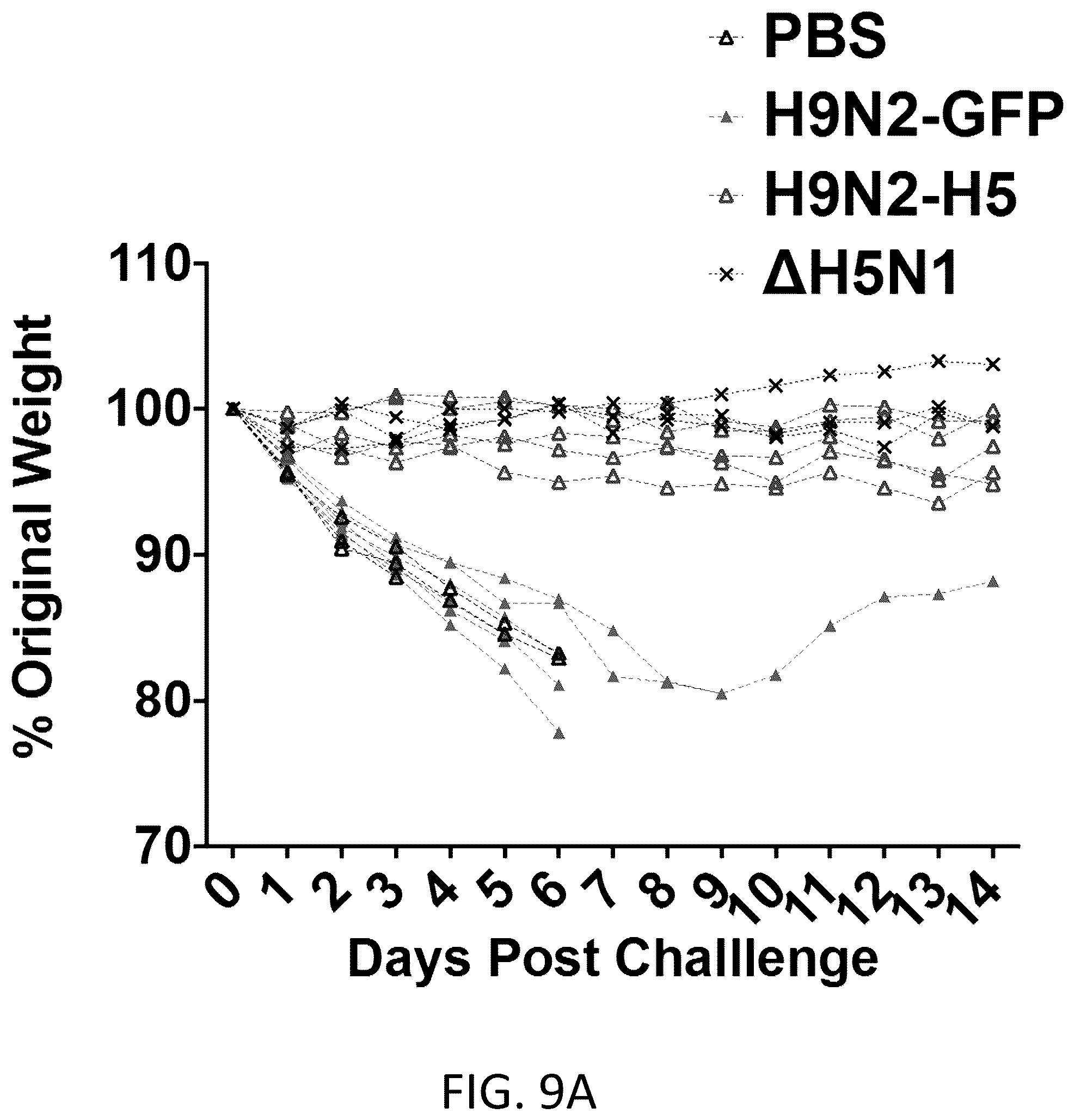 Patent US12098382 Figure 17 – Recombinant influenza viruses and constructs and uses thereof