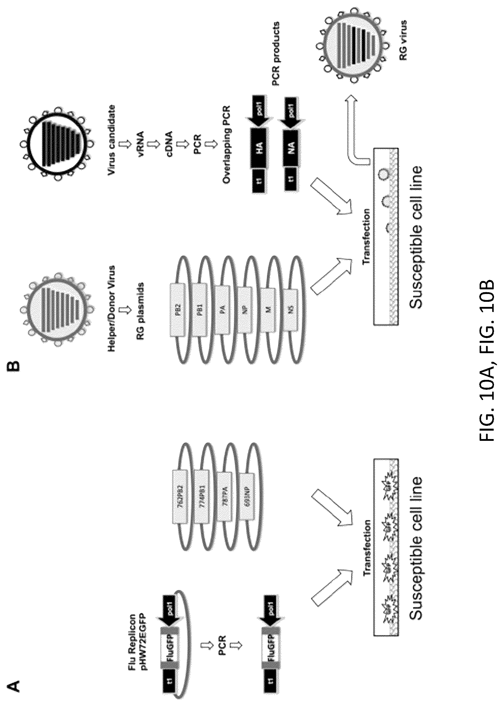 Patent US12098382 Figure 20 – Recombinant influenza viruses and constructs and uses thereof