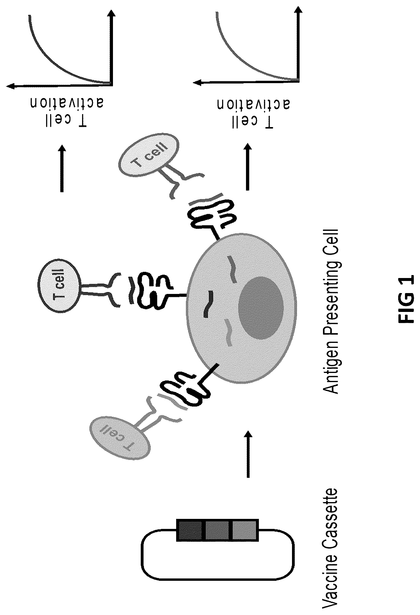Patent US12098383 Figure 1 – Modified adenoviruses