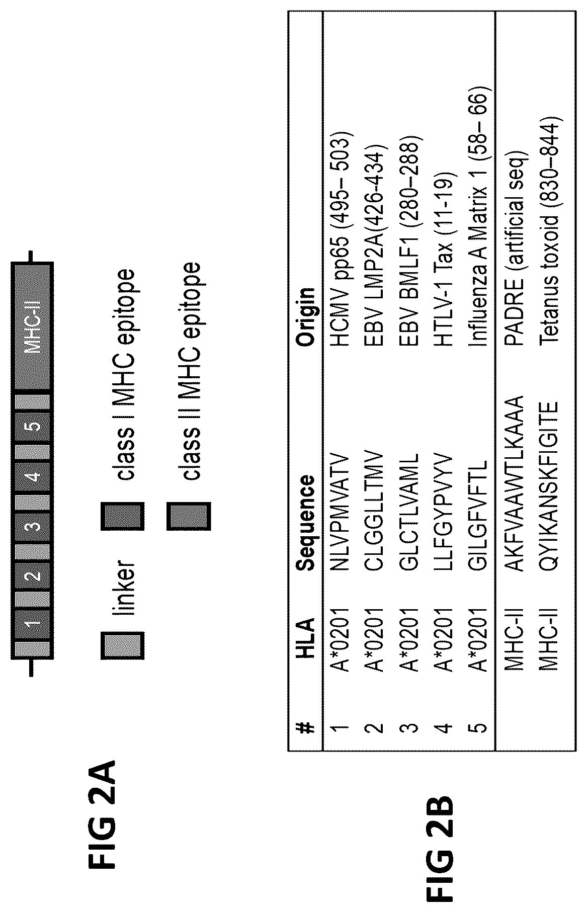 Patent US12098383 Figure 2 – Modified adenoviruses