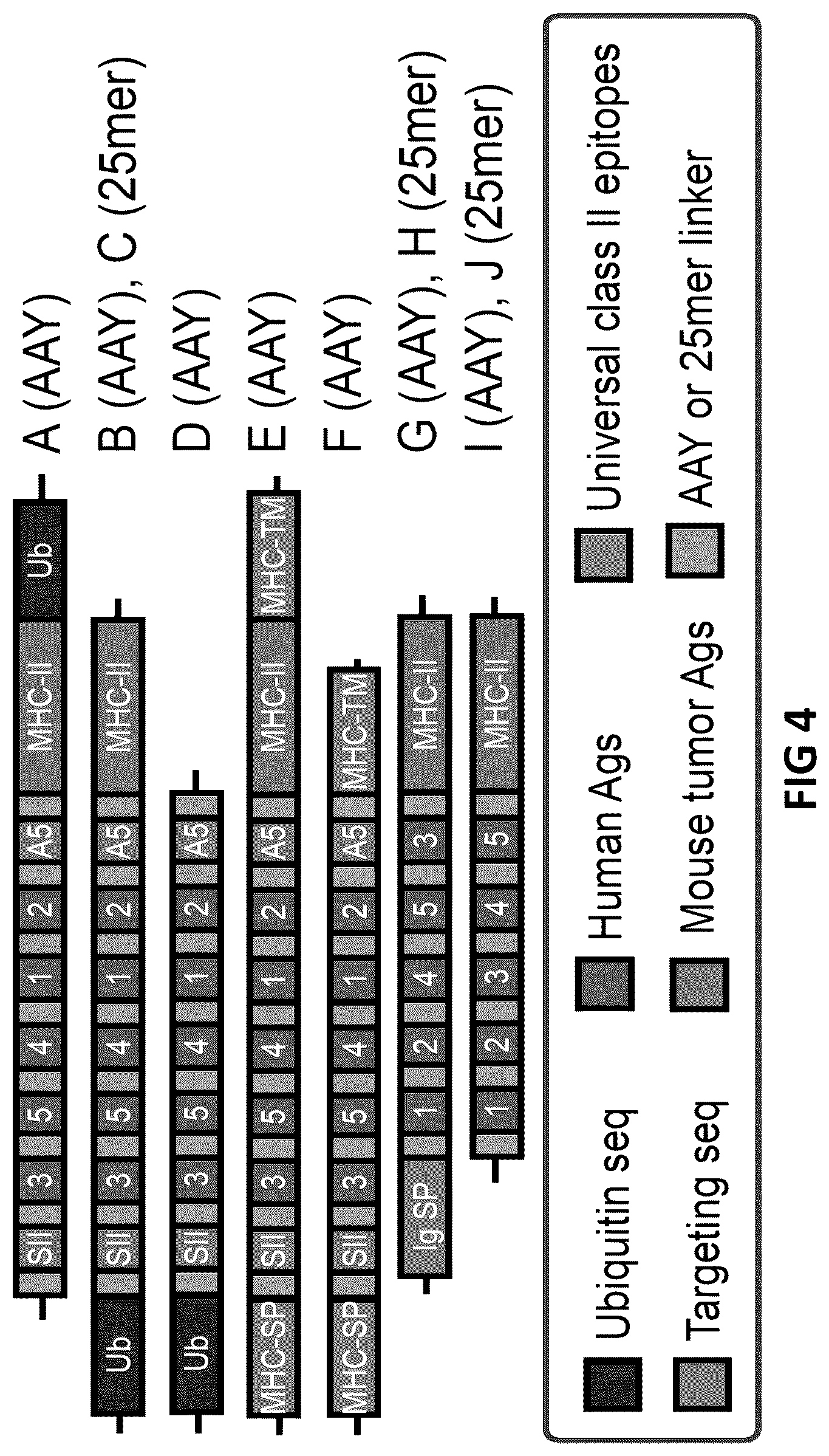 Patent US12098383 Figure 4 – Modified adenoviruses