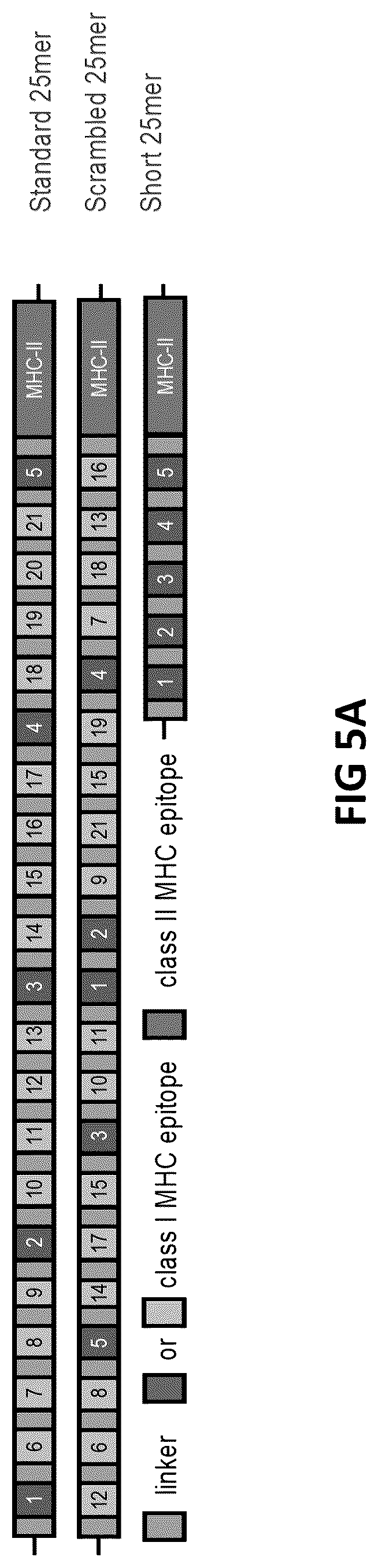 Patent US12098383 Figure 5 – Modified adenoviruses