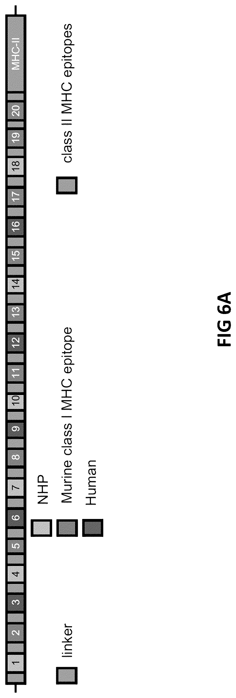 Patent US12098383 Figure 7 – Modified adenoviruses