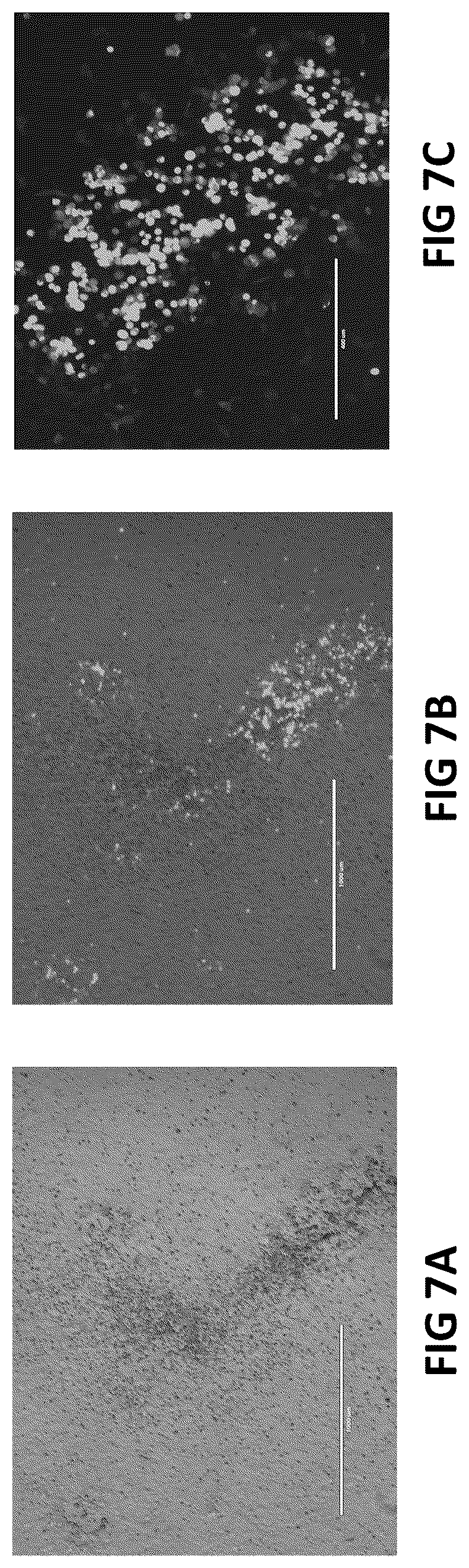 Patent US12098383 Figure 9 – Modified adenoviruses