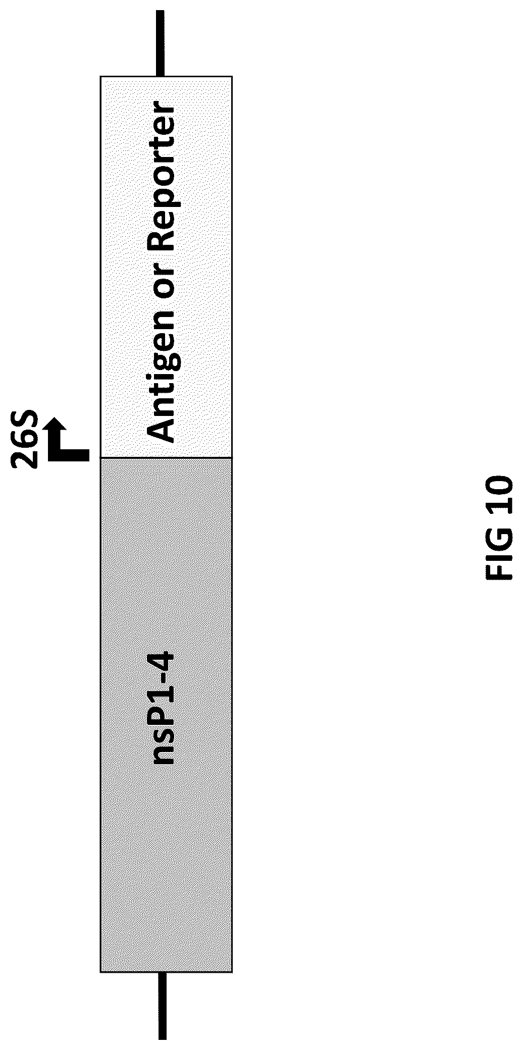 Patent US12098383 Figure 12 – Modified adenoviruses