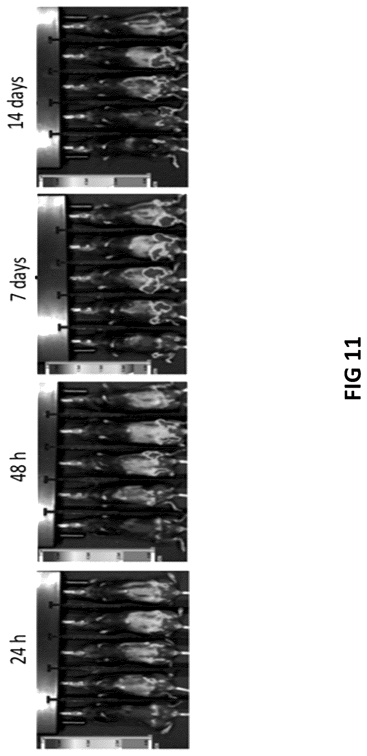 Patent US12098383 Figure 13 – Modified adenoviruses