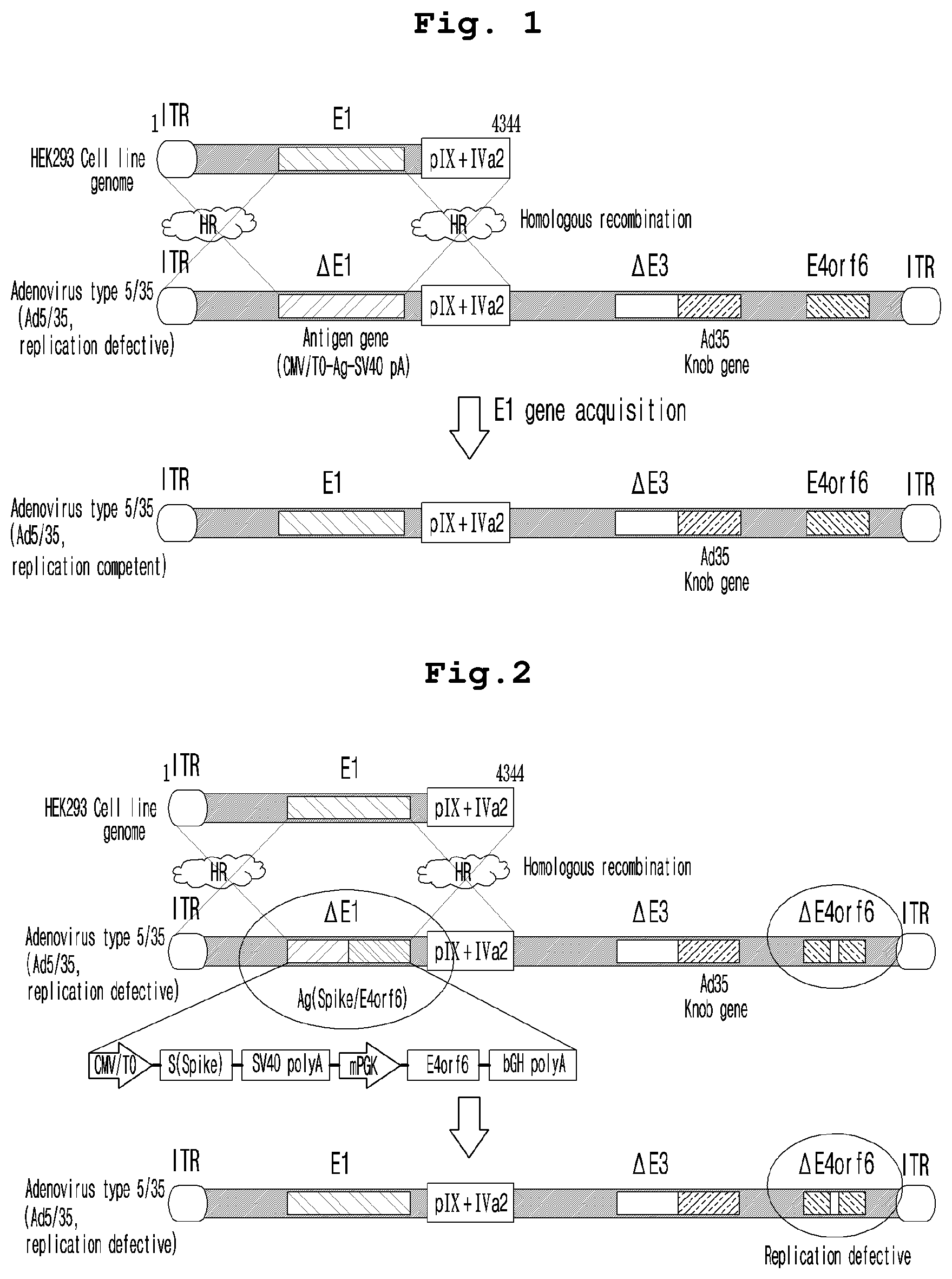 Patent US12098384 Figure 1 – Adenoviral vector not including replication competent adenovirus, and use thereof