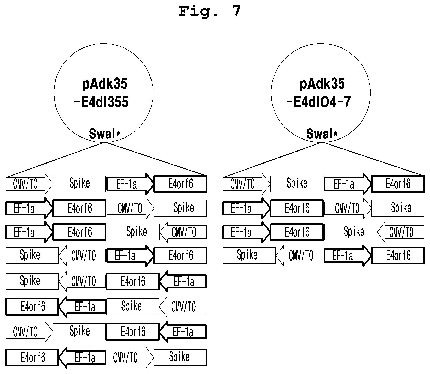 Patent US12098384 Figure 4 – Adenoviral vector not including replication competent adenovirus, and use thereof