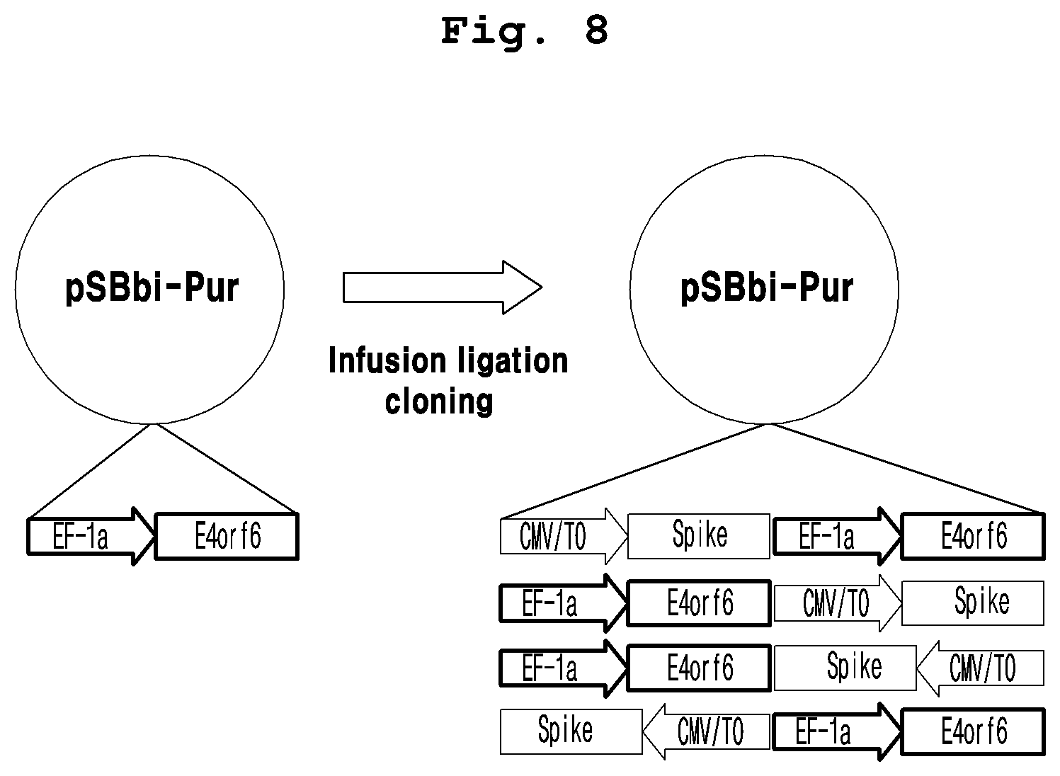 Patent US12098384 Figure 5 – Adenoviral vector not including replication competent adenovirus, and use thereof