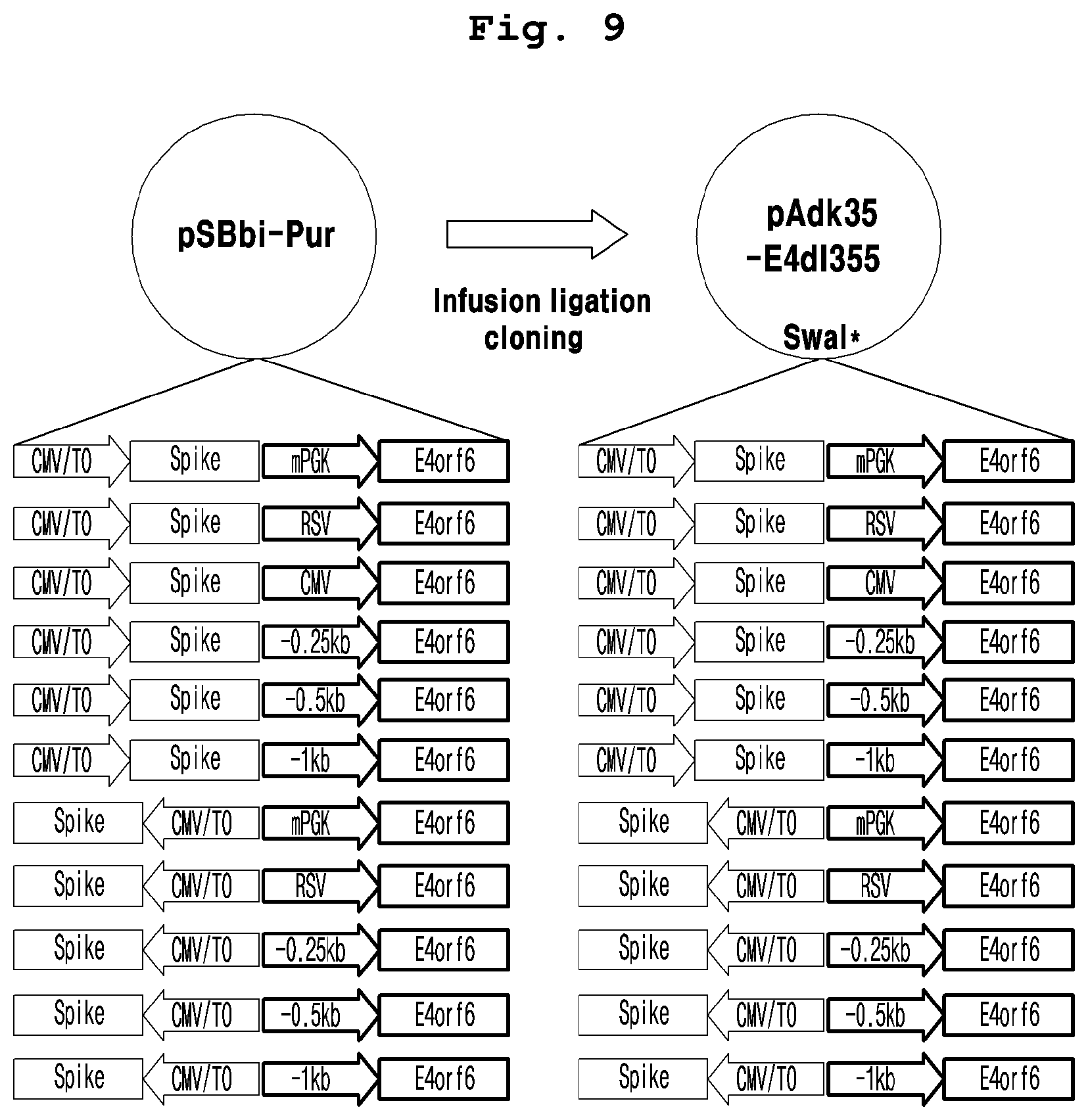 Patent US12098384 Figure 6 – Adenoviral vector not including replication competent adenovirus, and use thereof