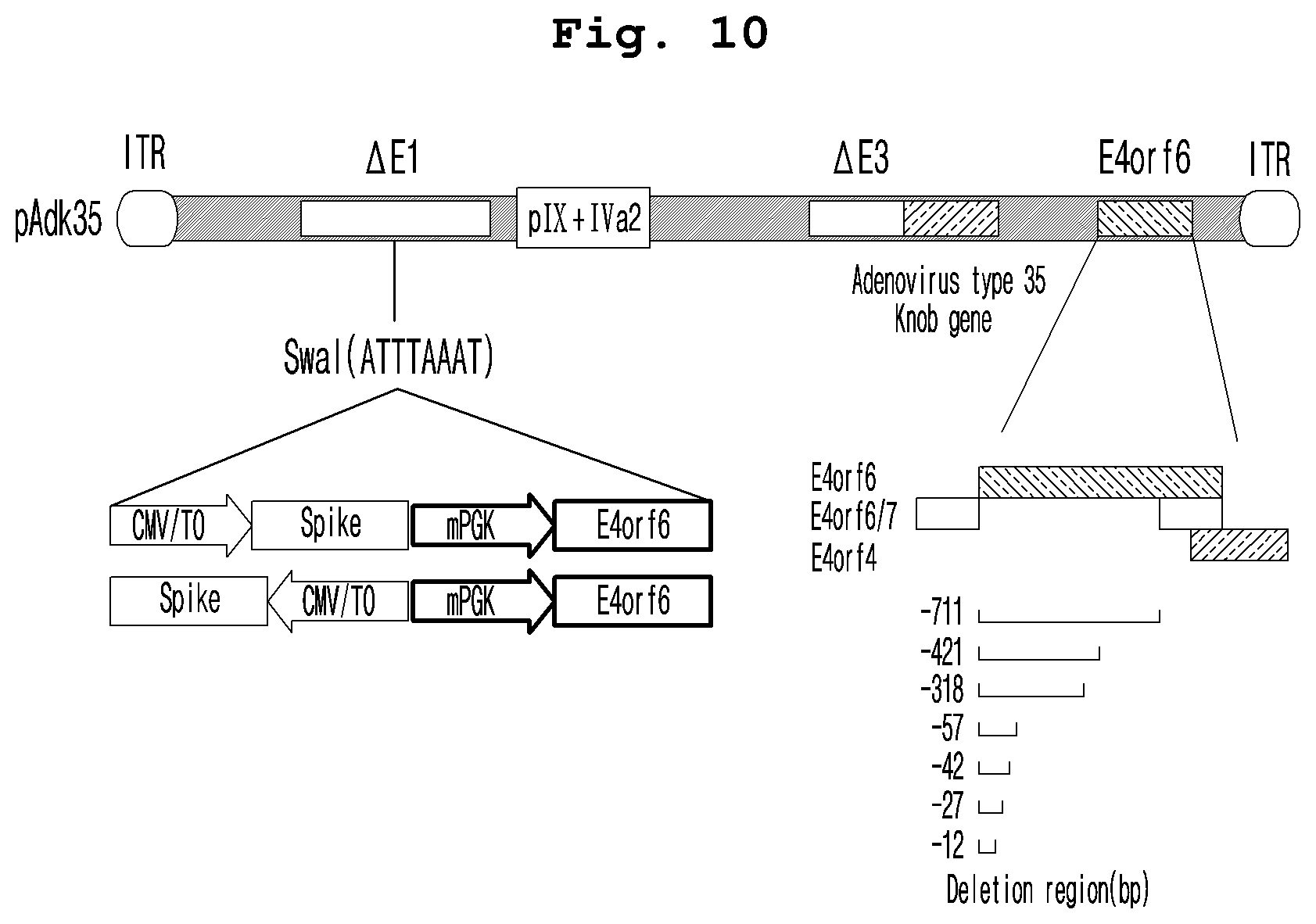 Patent US12098384 Figure 7 – Adenoviral vector not including replication competent adenovirus, and use thereof