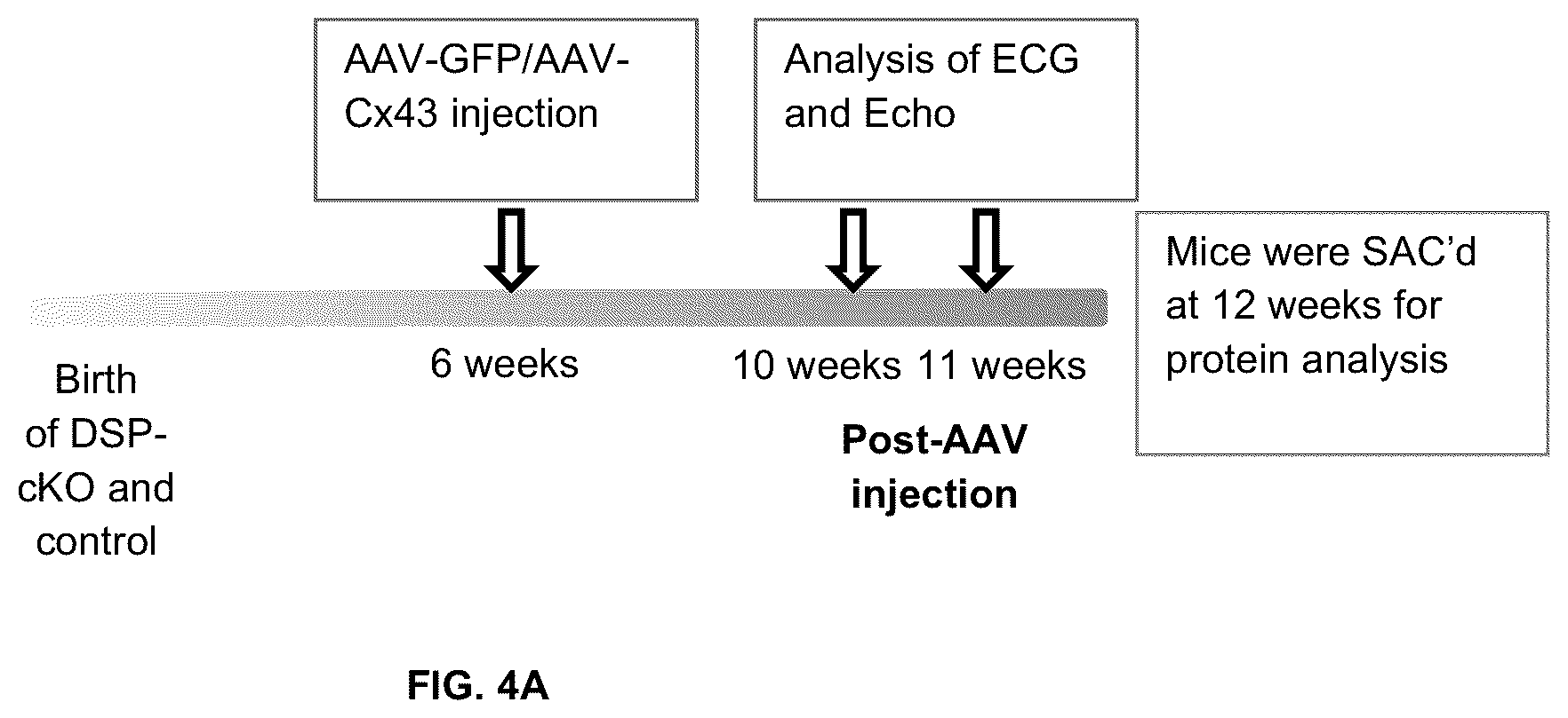 Patent US12098385 Figure 6 – Gene therapy strategy to restore cardiac electrical and structural function in arrhythmogenic right ventricular cardiomyopathy