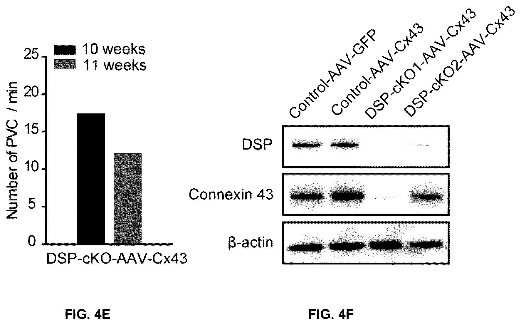 Patent US12098385 Figure 8 – Gene therapy strategy to restore cardiac electrical and structural function in arrhythmogenic right ventricular cardiomyopathy