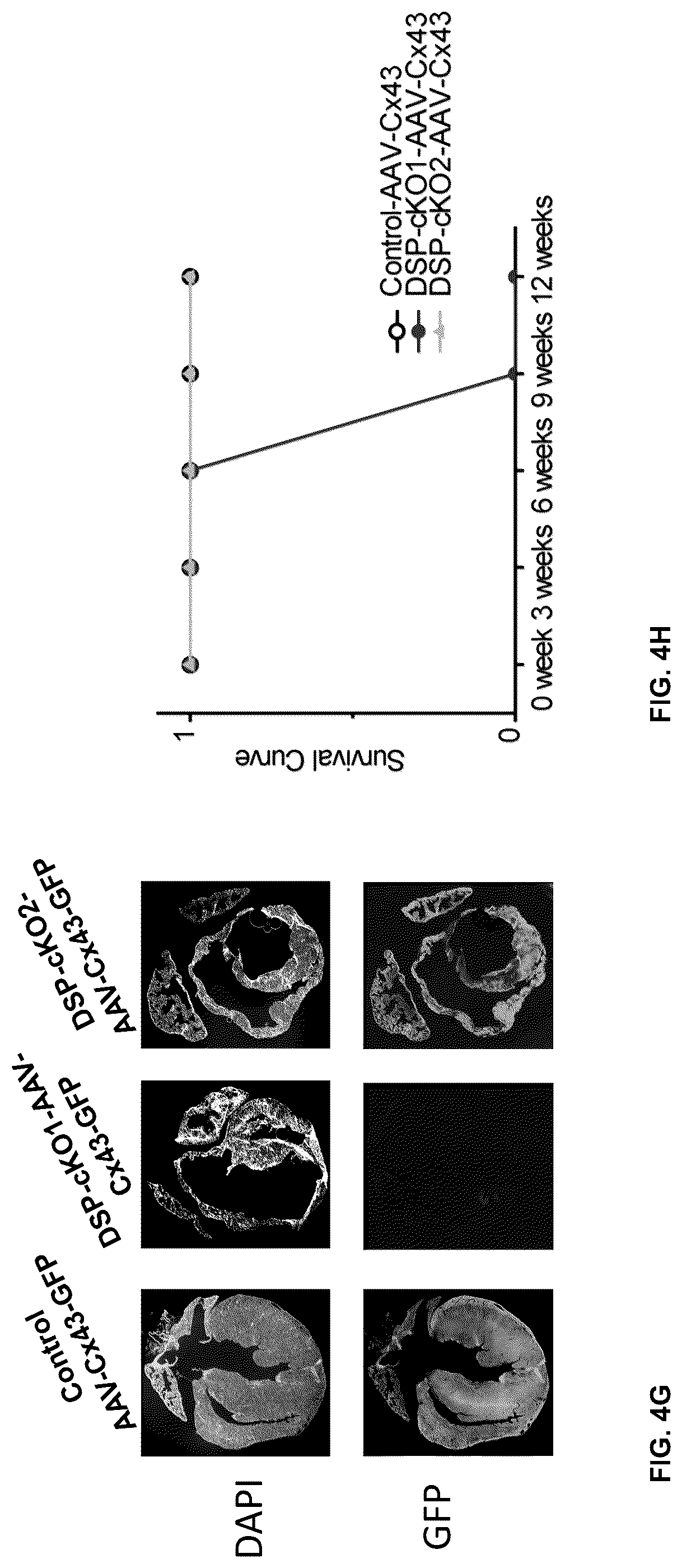Patent US12098385 Figure 9 – Gene therapy strategy to restore cardiac electrical and structural function in arrhythmogenic right ventricular cardiomyopathy