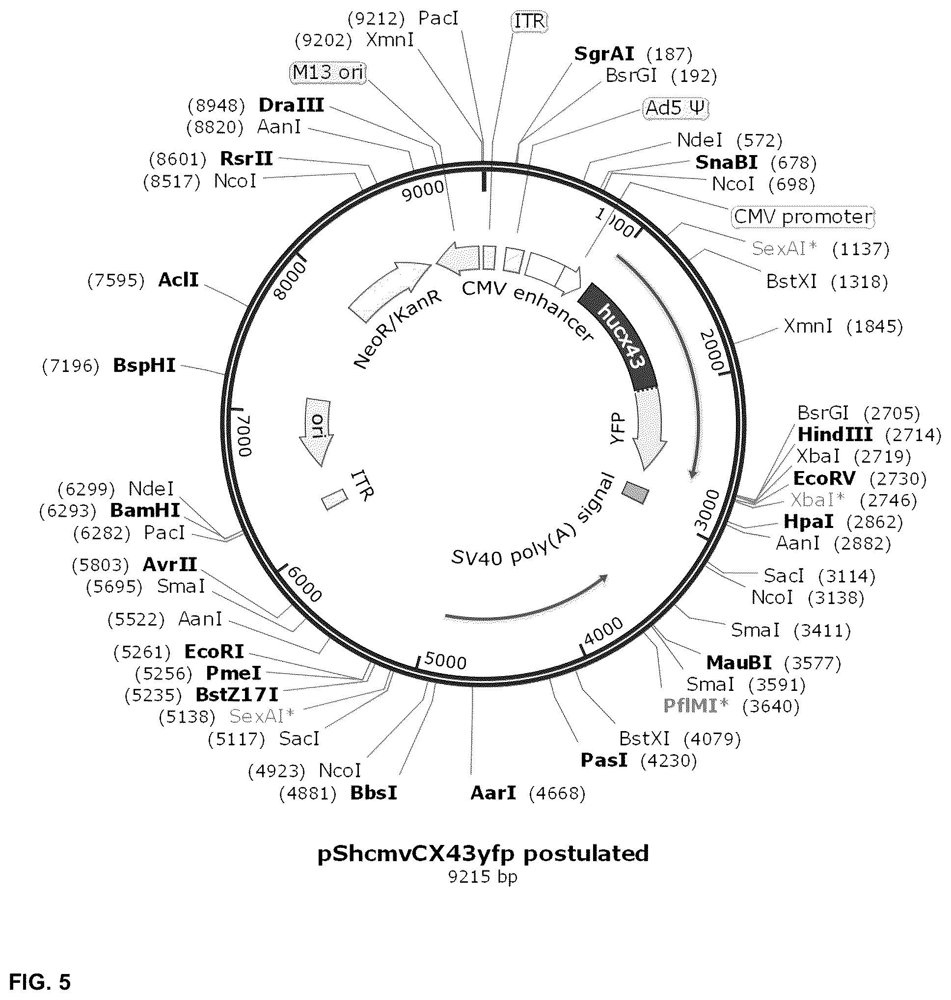Patent US12098385 Figure 10 – Gene therapy strategy to restore cardiac electrical and structural function in arrhythmogenic right ventricular cardiomyopathy