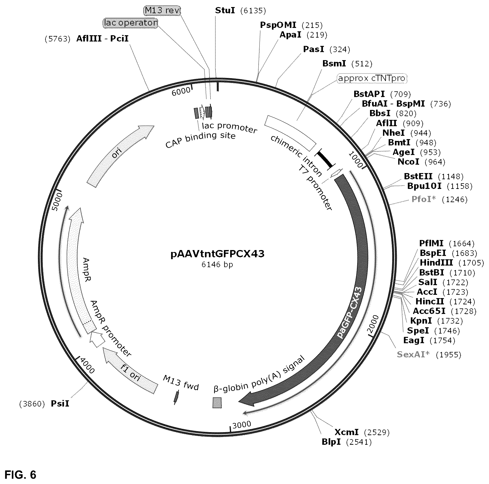 Patent US12098385 Figure 11 – Gene therapy strategy to restore cardiac electrical and structural function in arrhythmogenic right ventricular cardiomyopathy