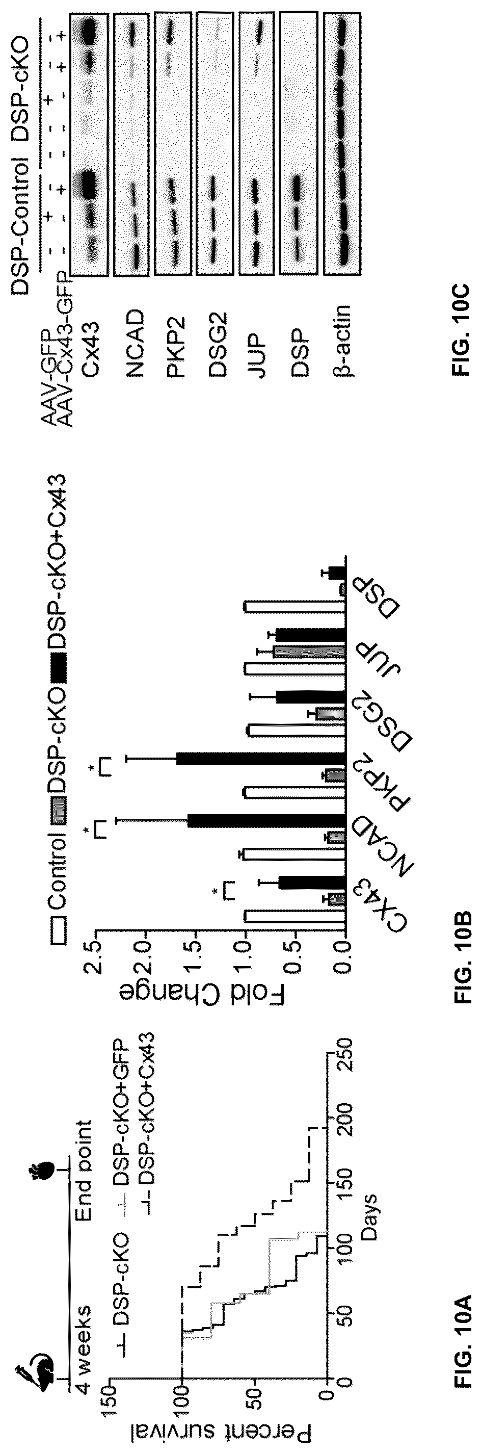 Patent US12098385 Figure 15 – Gene therapy strategy to restore cardiac electrical and structural function in arrhythmogenic right ventricular cardiomyopathy