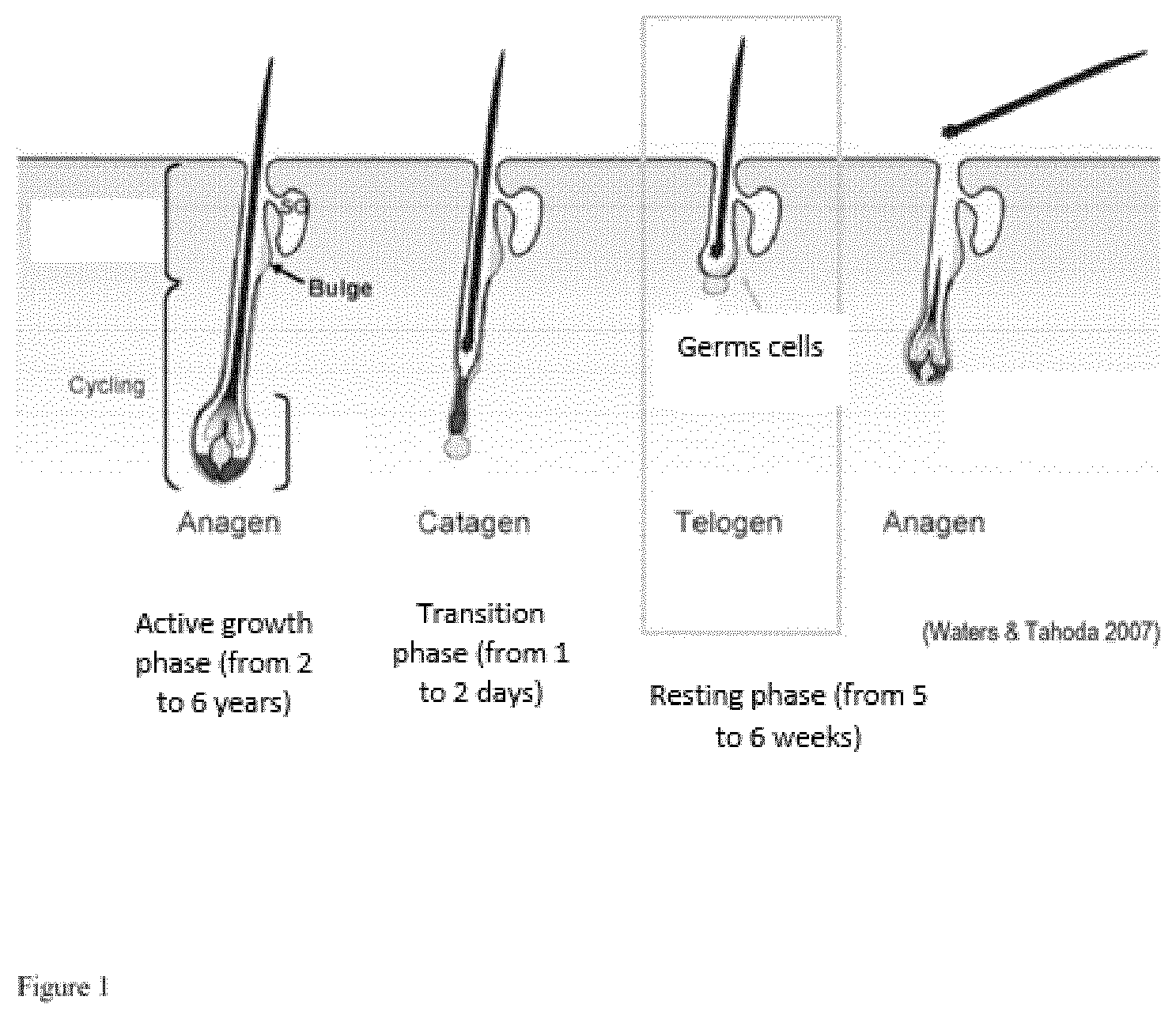 Patent US12098386 Figure 1 – Use of germ cells for preparing a micro hair follicle