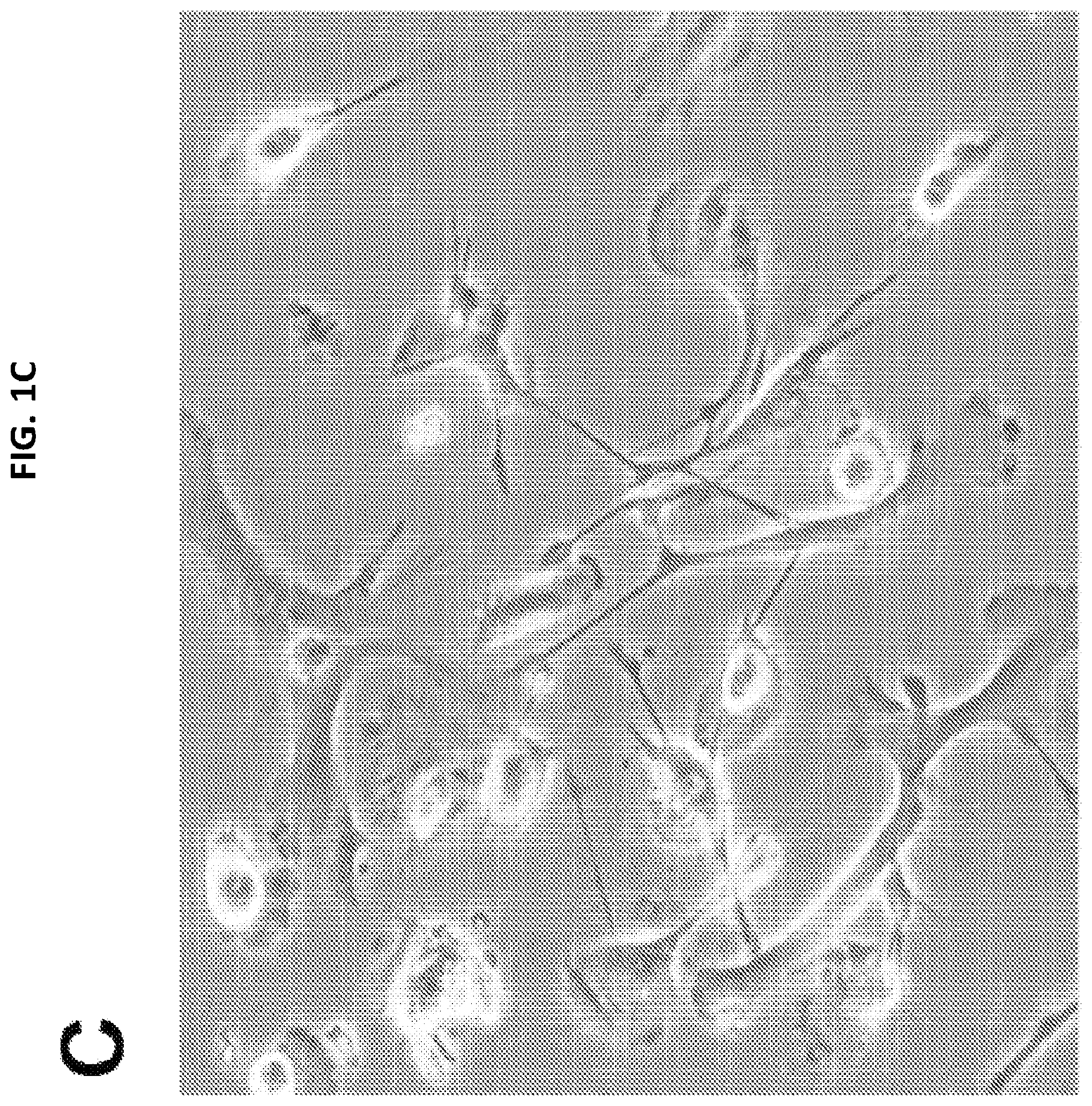 Patent US12098387 Figure 5 – Methods for generating engineered human primary blood dendritic cell lines