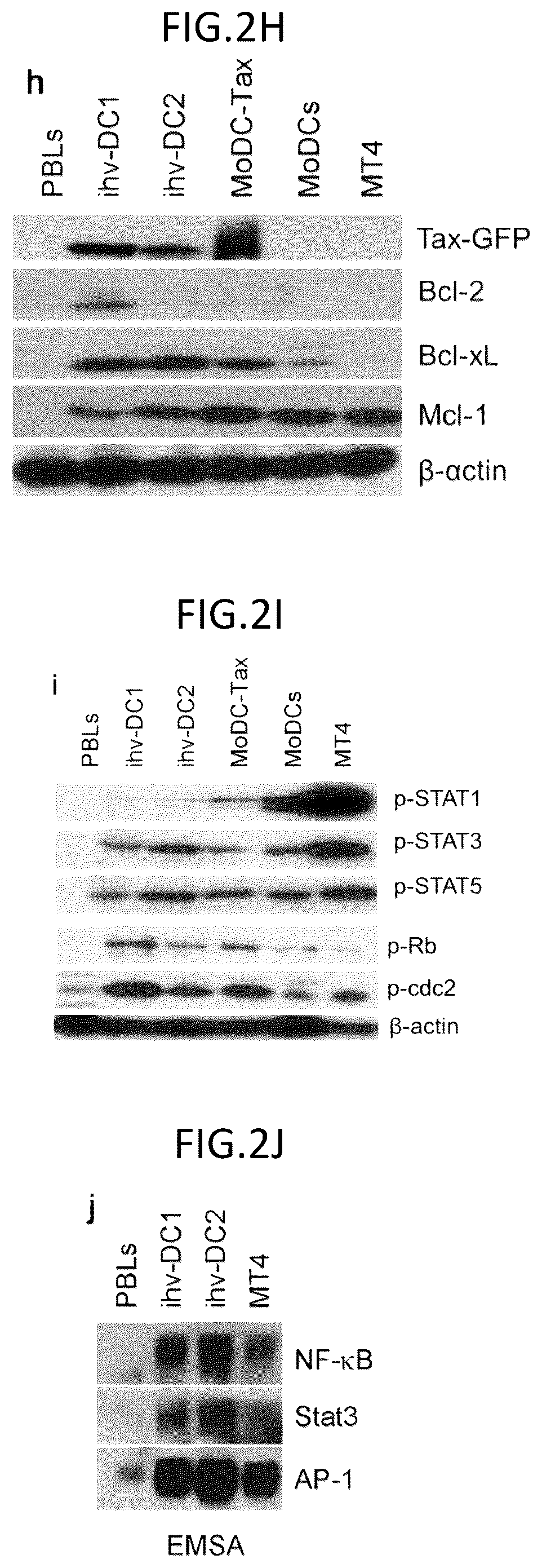 Patent US12098387 Figure 10 – Methods for generating engineered human primary blood dendritic cell lines