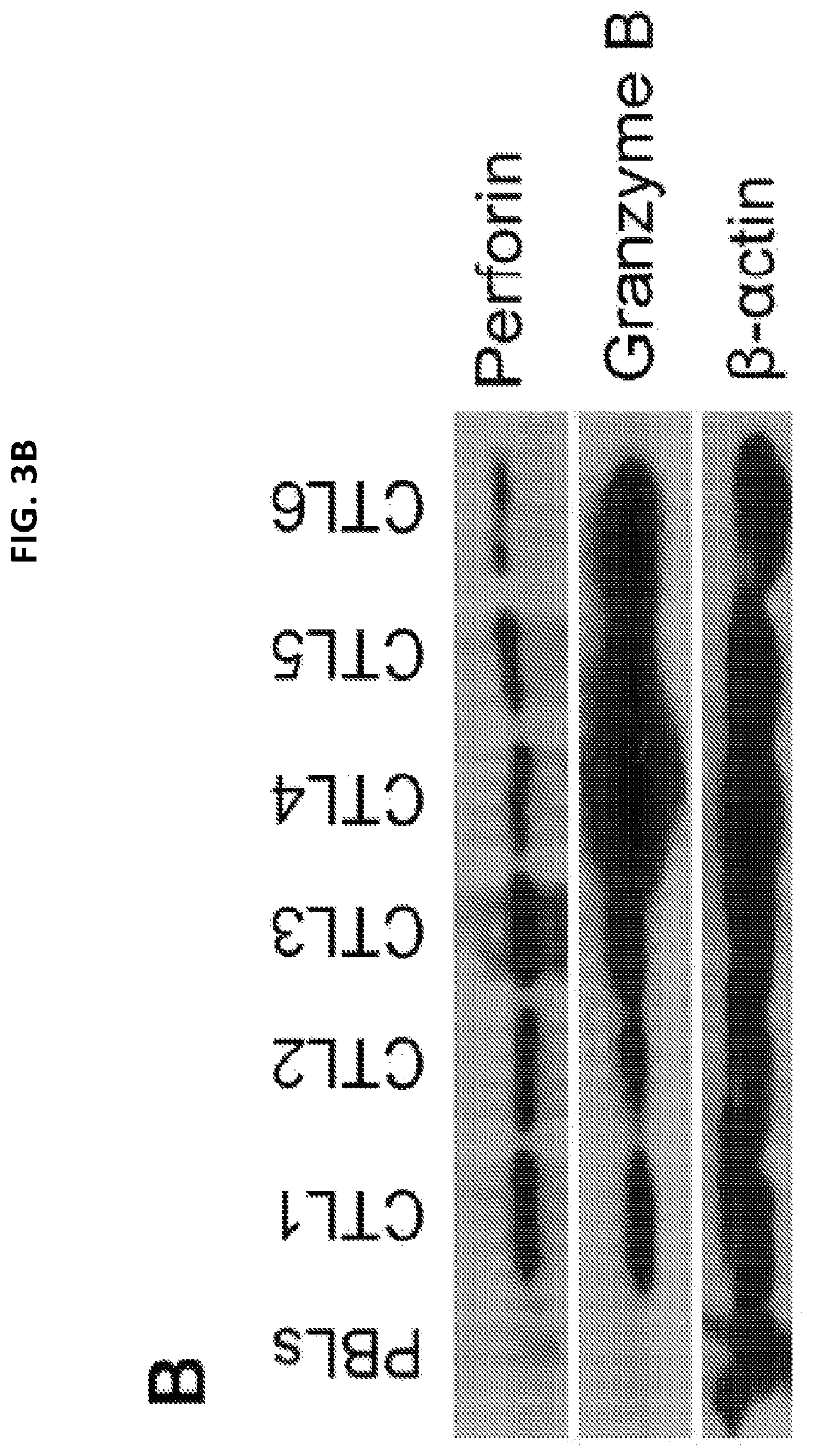 Patent US12098387 Figure 12 – Methods for generating engineered human primary blood dendritic cell lines