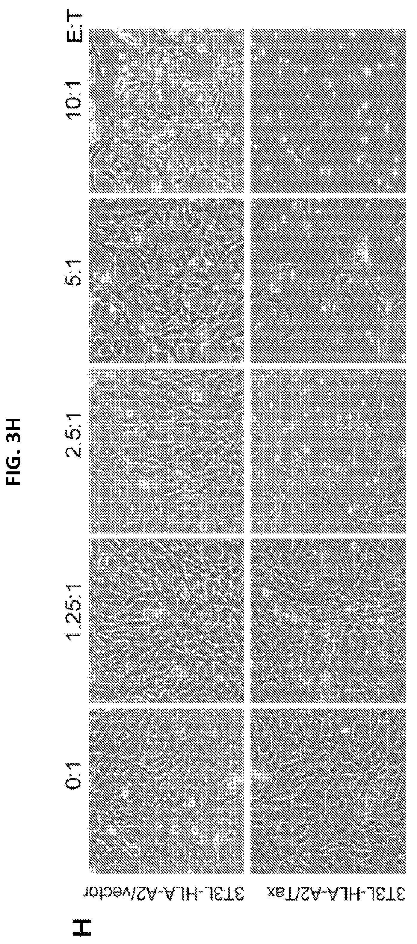 Patent US12098387 Figure 17 – Methods for generating engineered human primary blood dendritic cell lines
