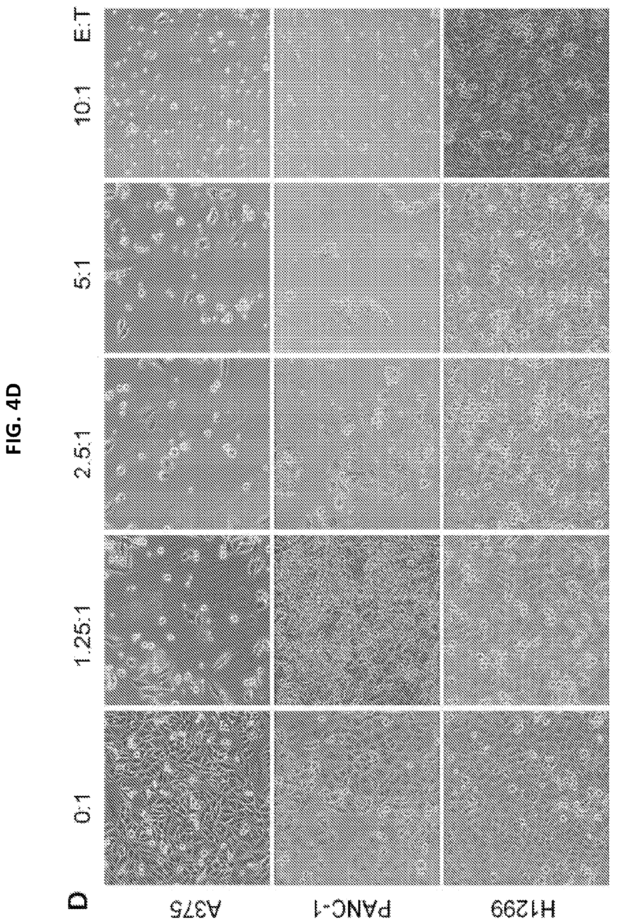 Patent US12098387 Figure 20 – Methods for generating engineered human primary blood dendritic cell lines