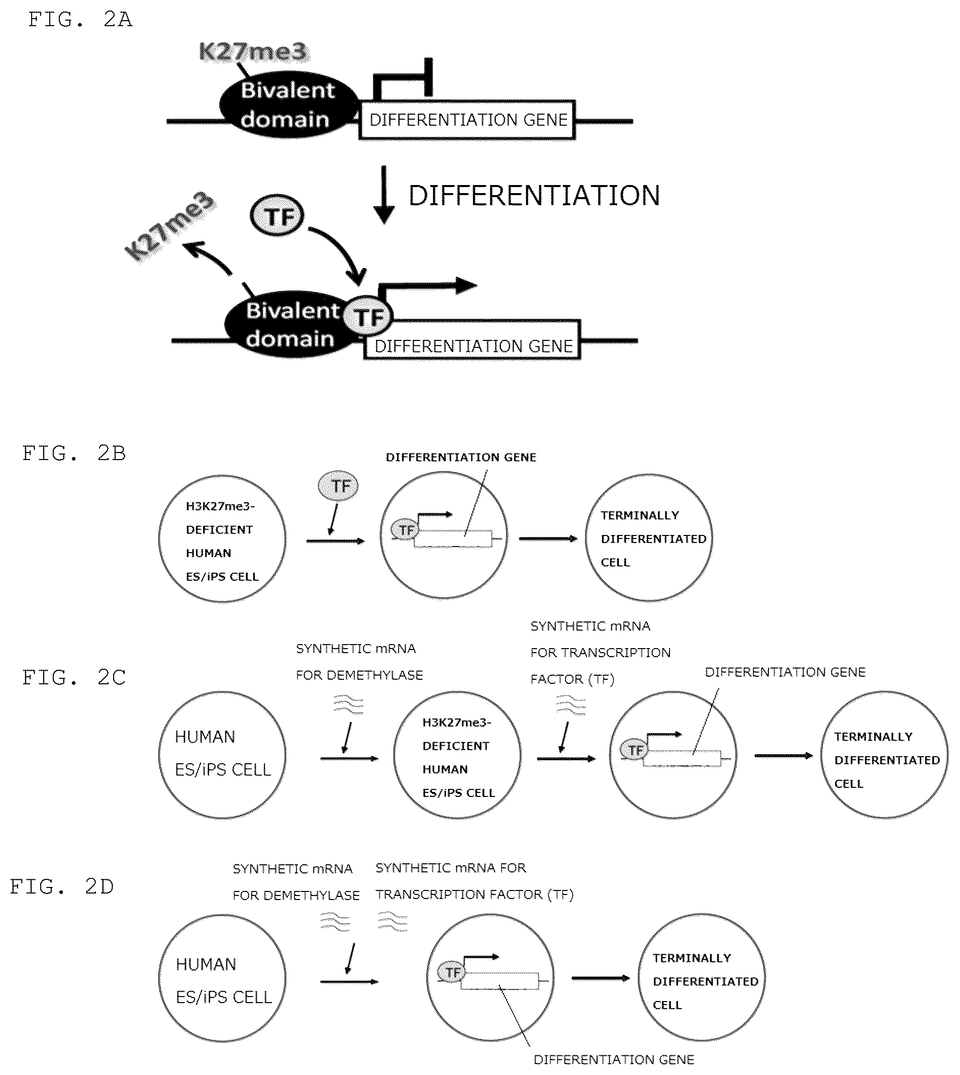 Patent US12098389 Figure 2 – Method for promoting differentiation of pluripotent stem cells by reducing undifferentiated state thereof