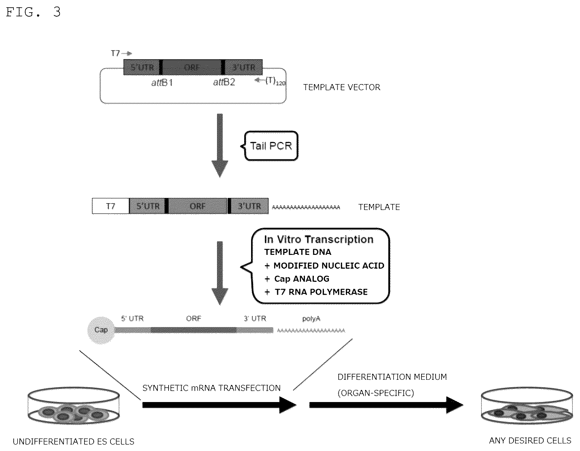 Patent US12098389 Figure 3 – Method for promoting differentiation of pluripotent stem cells by reducing undifferentiated state thereof