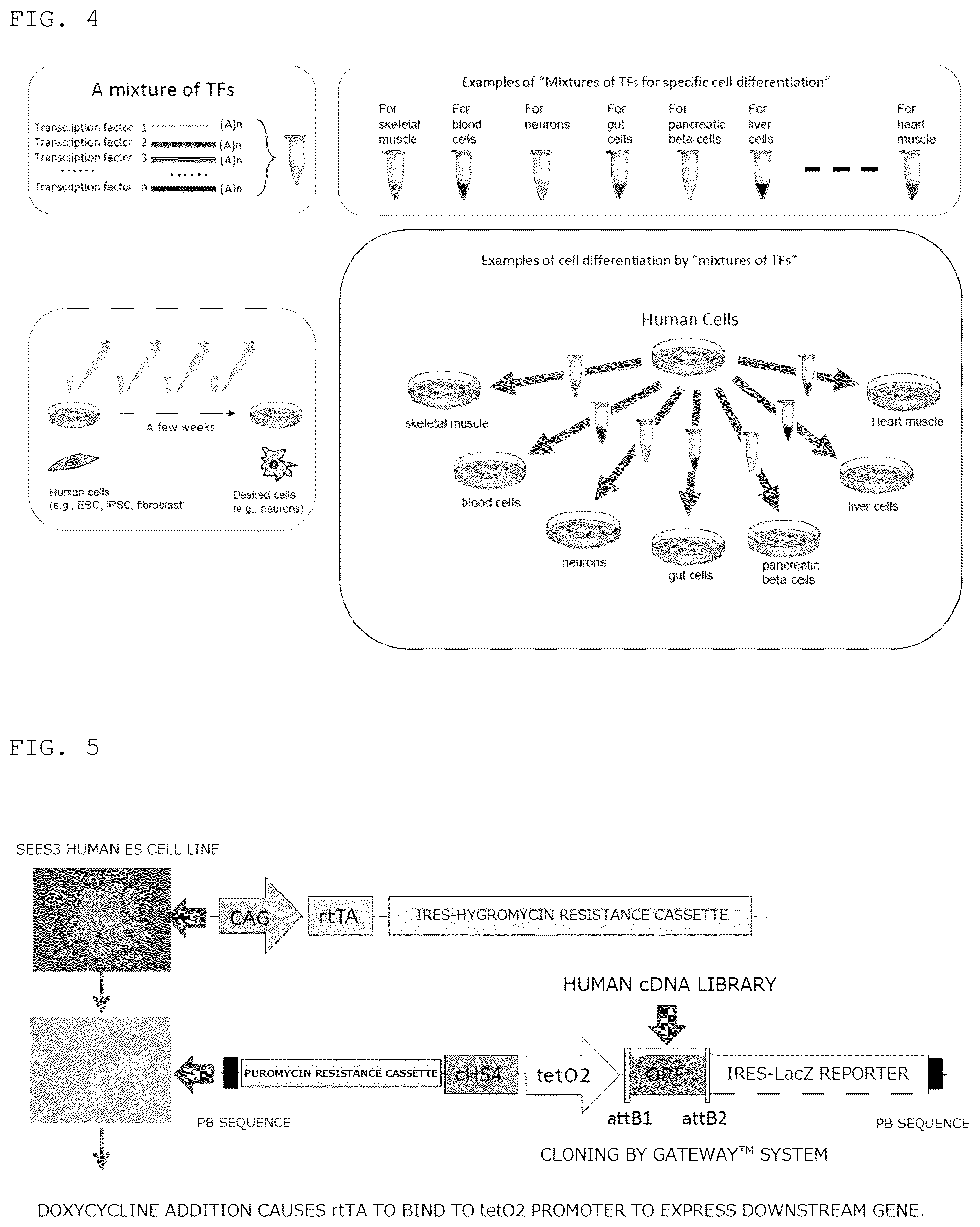 Patent US12098389 Figure 4 – Method for promoting differentiation of pluripotent stem cells by reducing undifferentiated state thereof