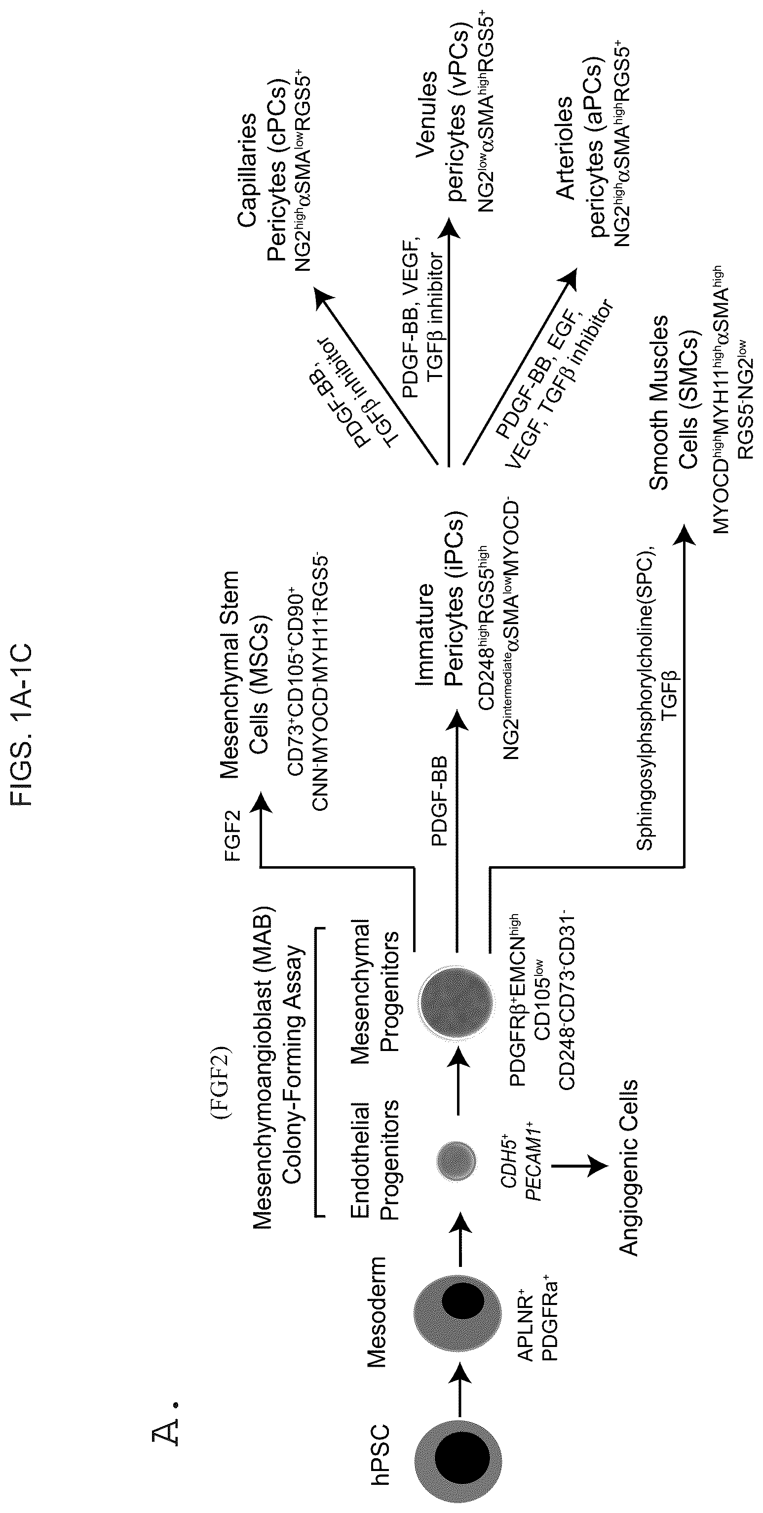 Patent US12098390 Figure 1 – Generating vasculogenic cell populations