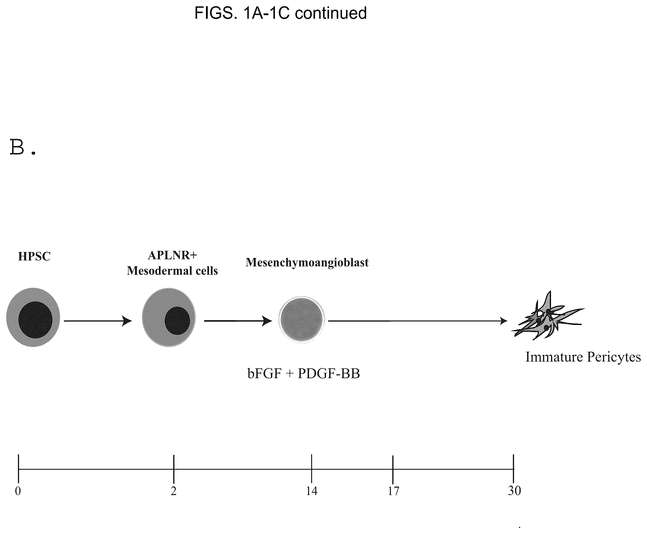 Patent US12098390 Figure 2 – Generating vasculogenic cell populations