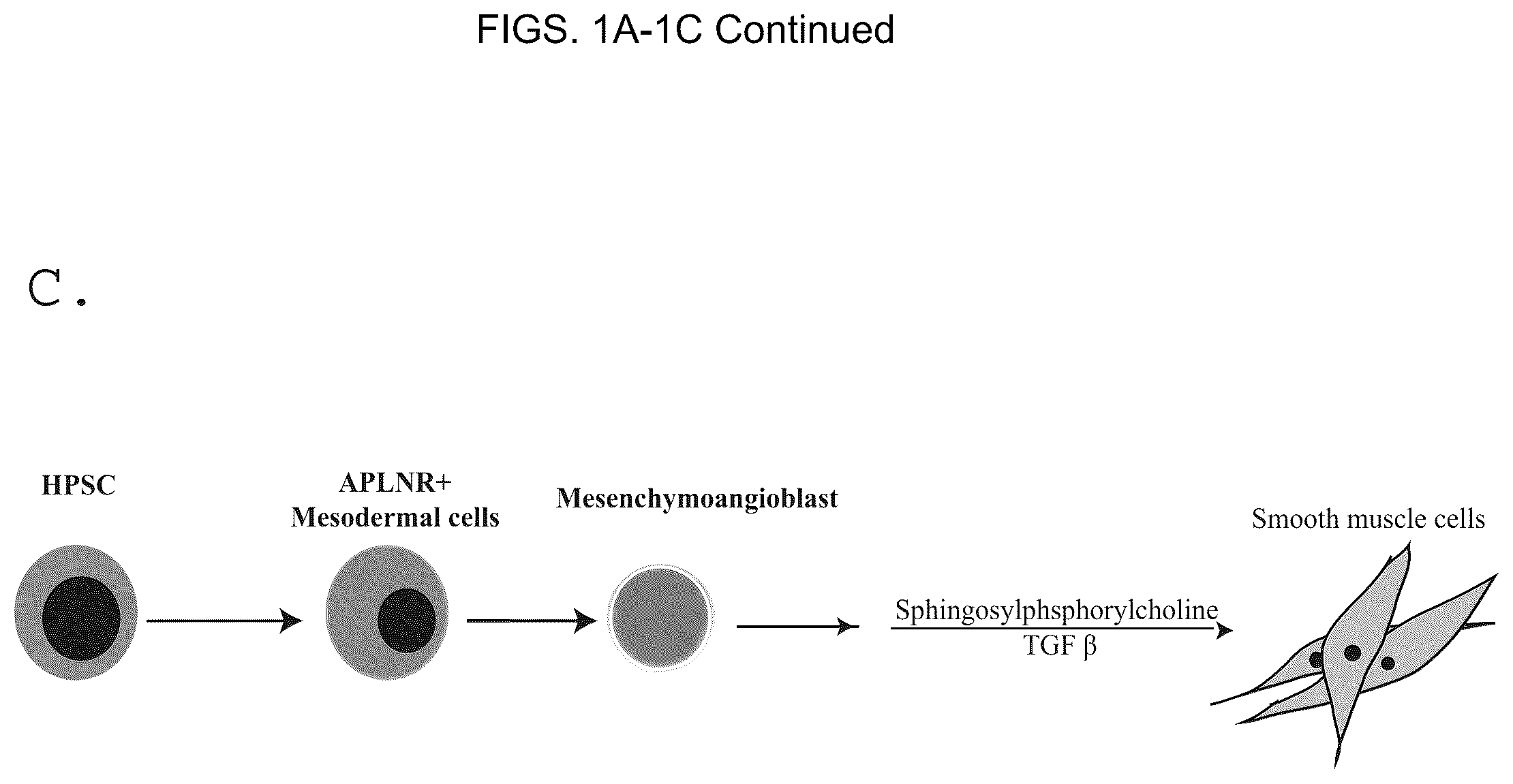 Patent US12098390 Figure 3 – Generating vasculogenic cell populations