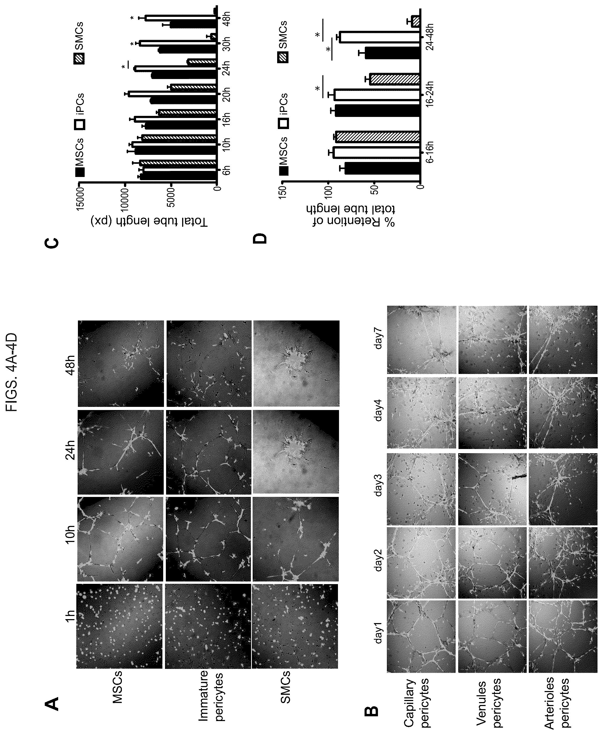Patent US12098390 Figure 6 – Generating vasculogenic cell populations