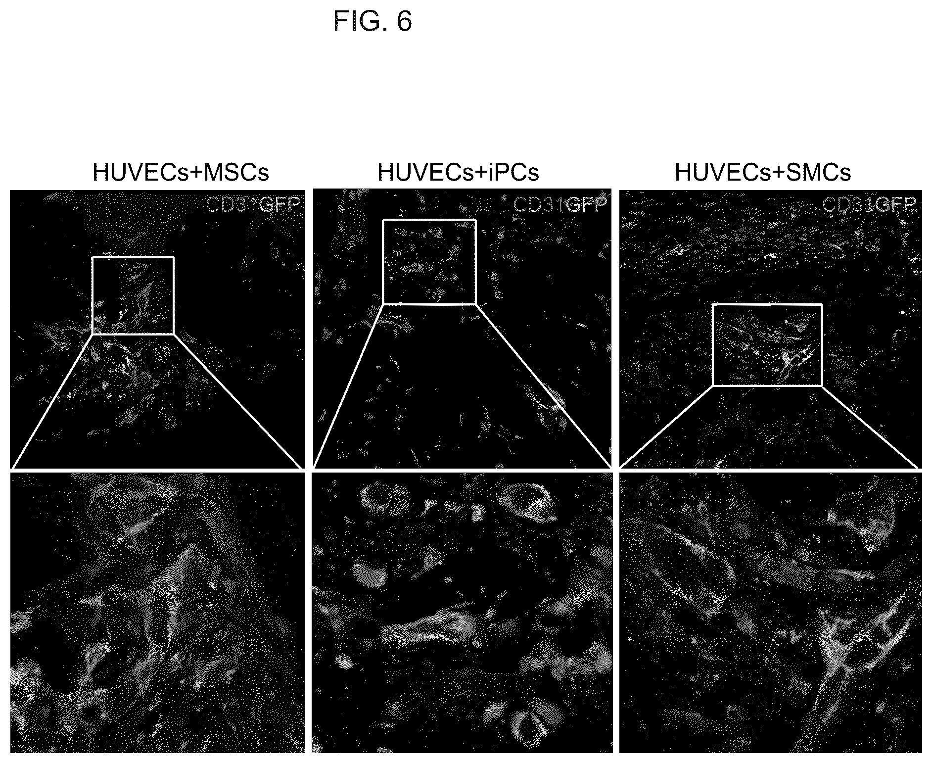 Patent US12098390 Figure 8 – Generating vasculogenic cell populations