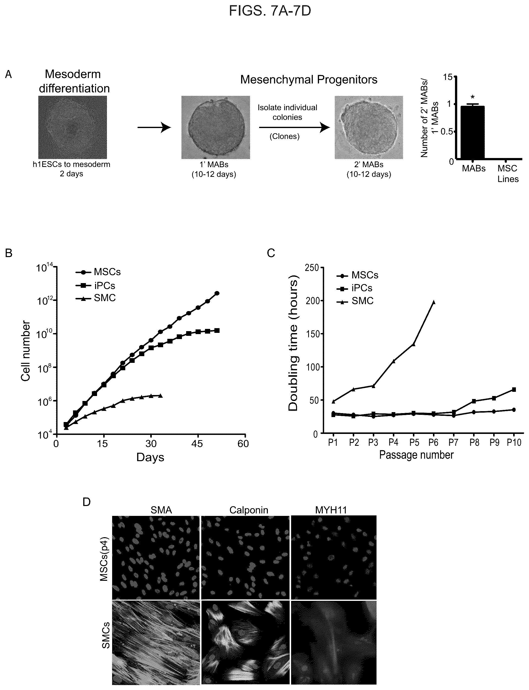 Patent US12098390 Figure 9 – Generating vasculogenic cell populations