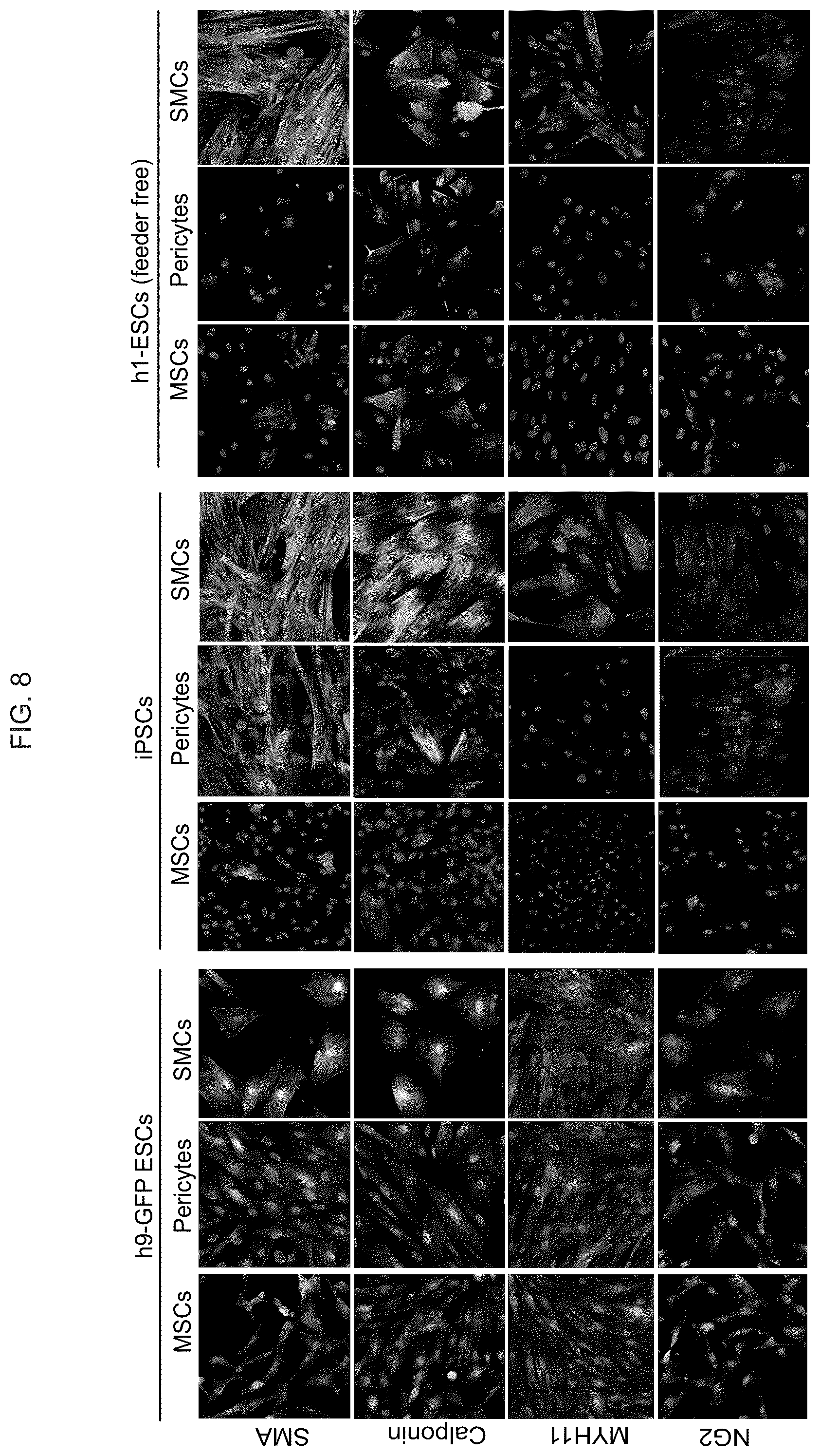 Patent US12098390 Figure 10 – Generating vasculogenic cell populations