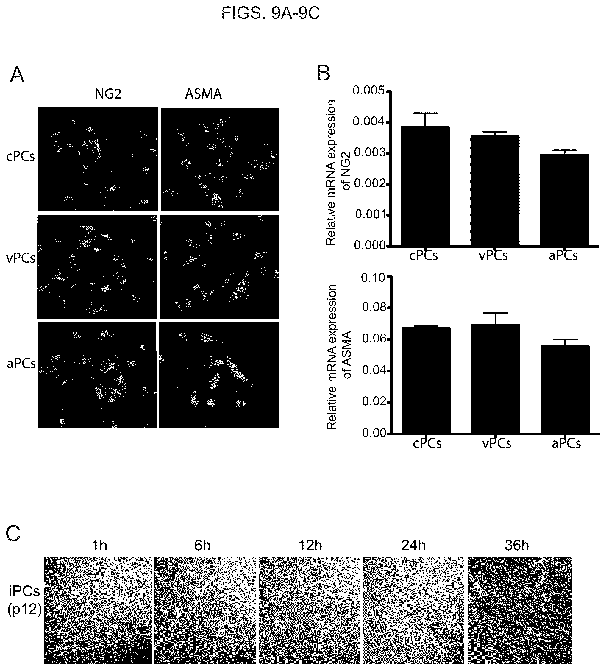 Patent US12098390 Figure 11 – Generating vasculogenic cell populations