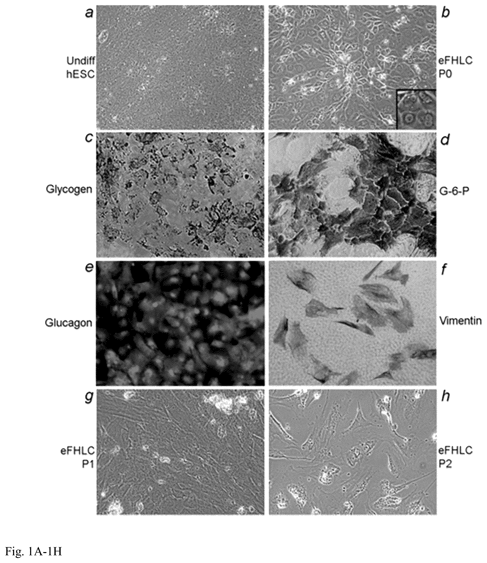 Patent US12098391 Figure 1 – Generation of hepatocytes from pluripotent stem cells
