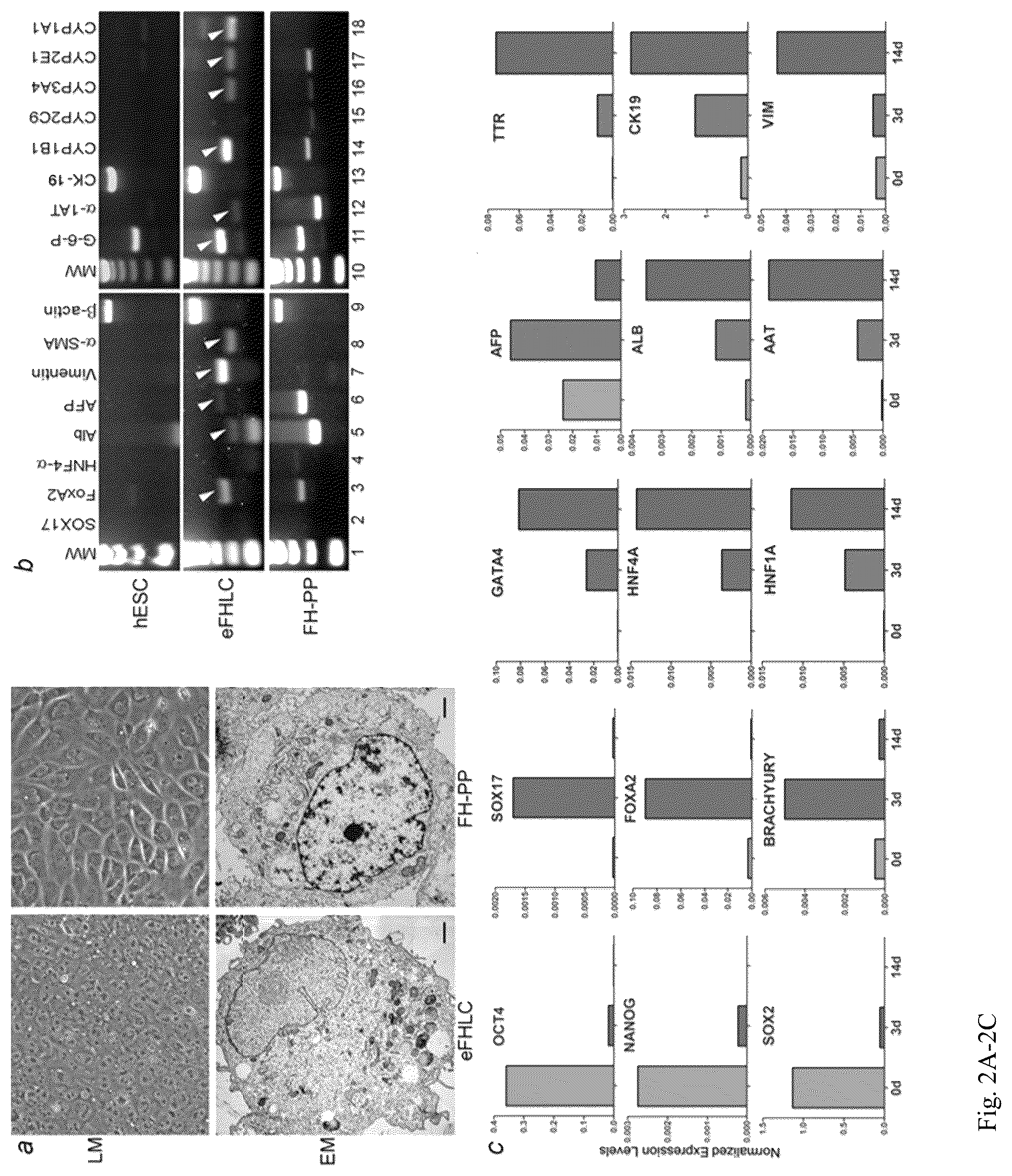 Patent US12098391 Figure 2 – Generation of hepatocytes from pluripotent stem cells