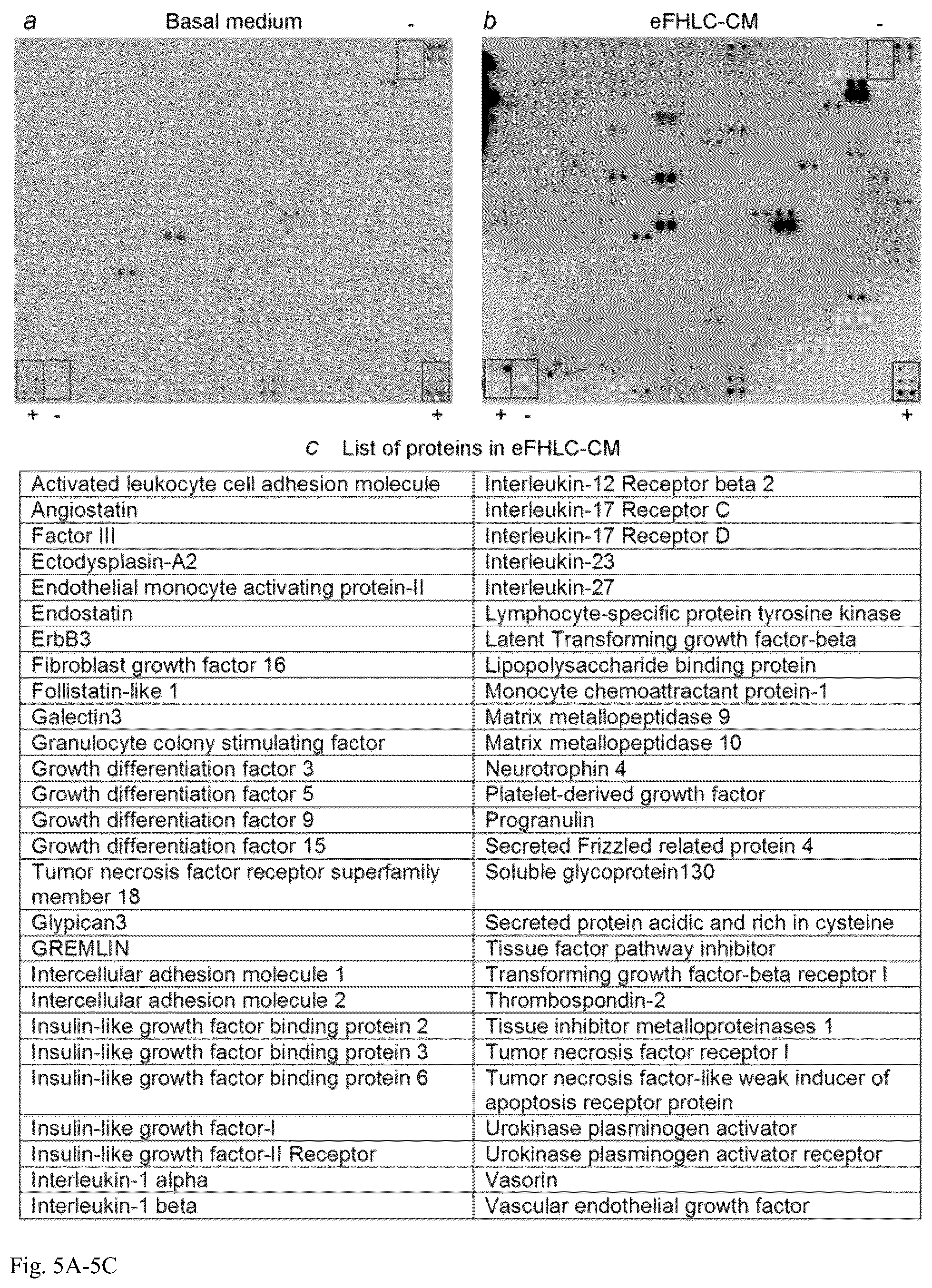 Patent US12098391 Figure 5 – Generation of hepatocytes from pluripotent stem cells