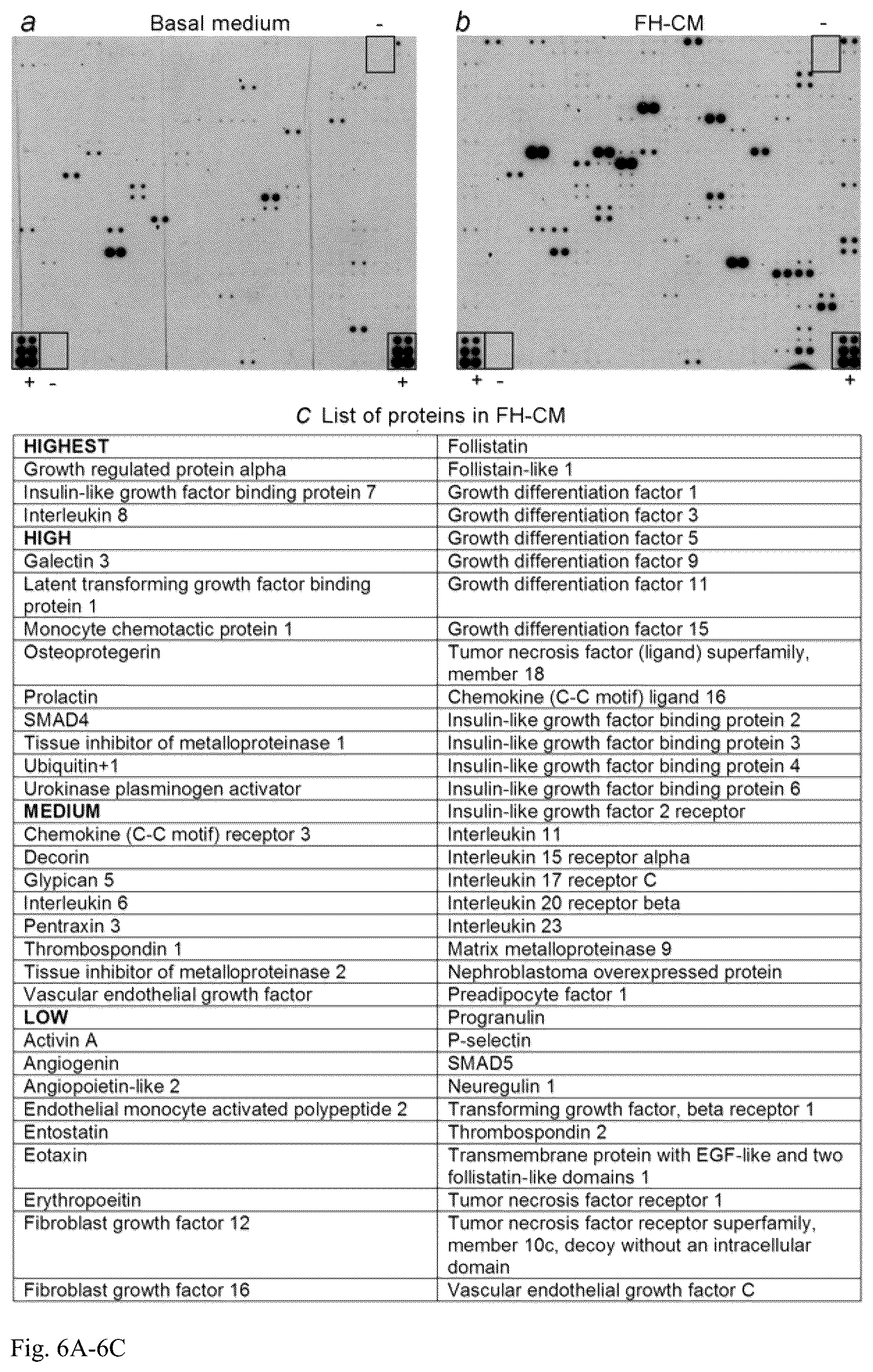 Patent US12098391 Figure 6 – Generation of hepatocytes from pluripotent stem cells