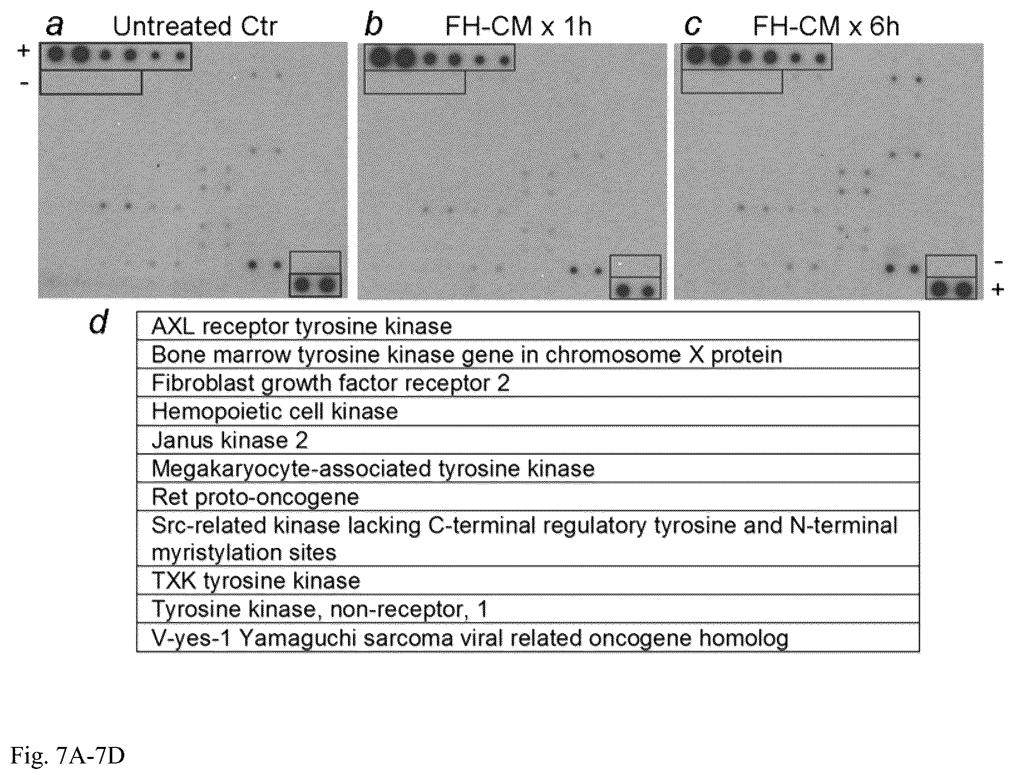 Patent US12098391 Figure 7 – Generation of hepatocytes from pluripotent stem cells