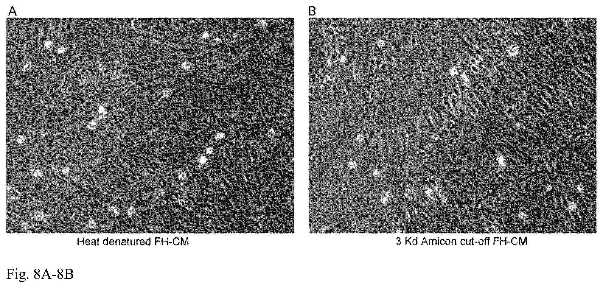 Patent US12098391 Figure 8 – Generation of hepatocytes from pluripotent stem cells