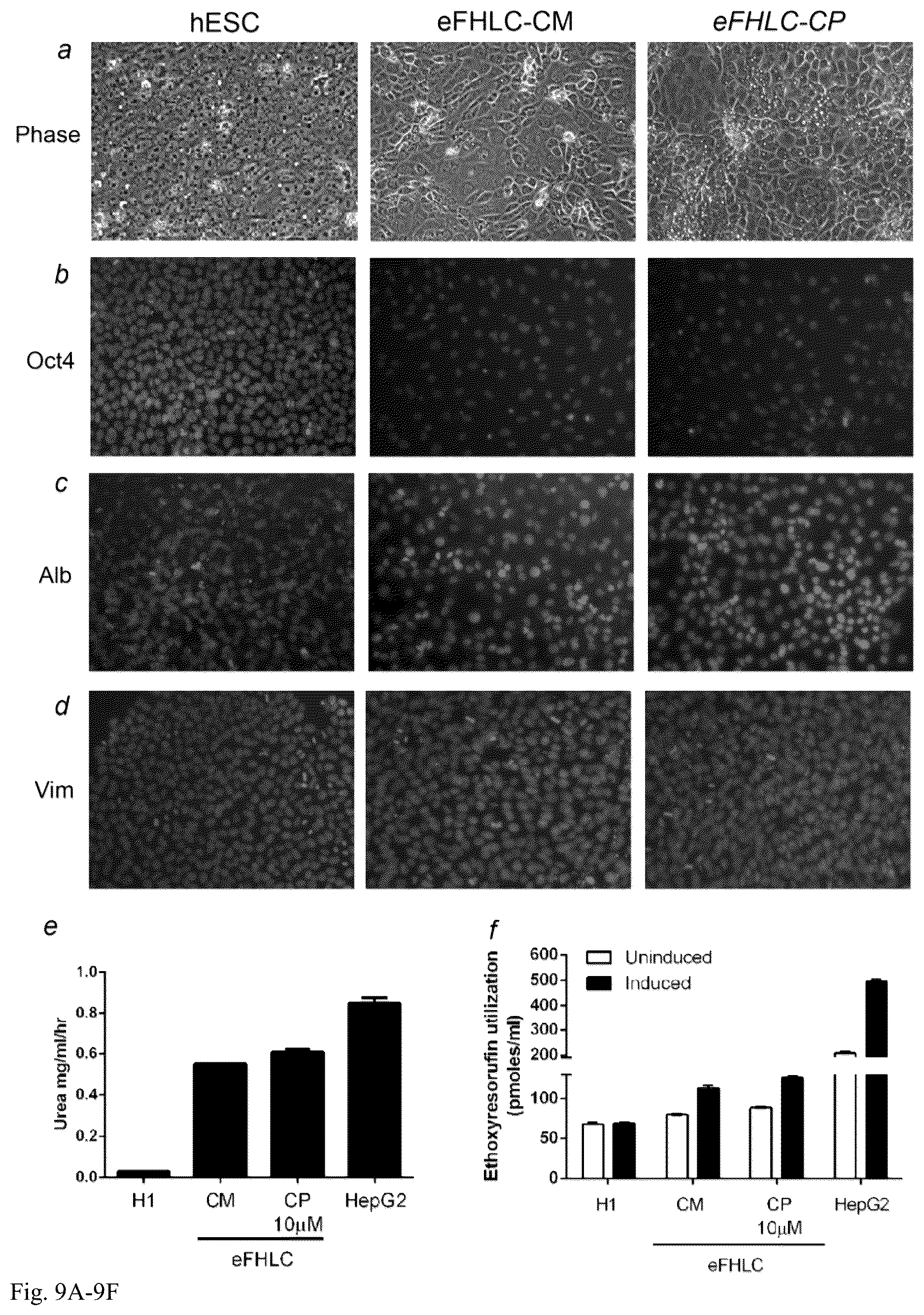 Patent US12098391 Figure 9 – Generation of hepatocytes from pluripotent stem cells