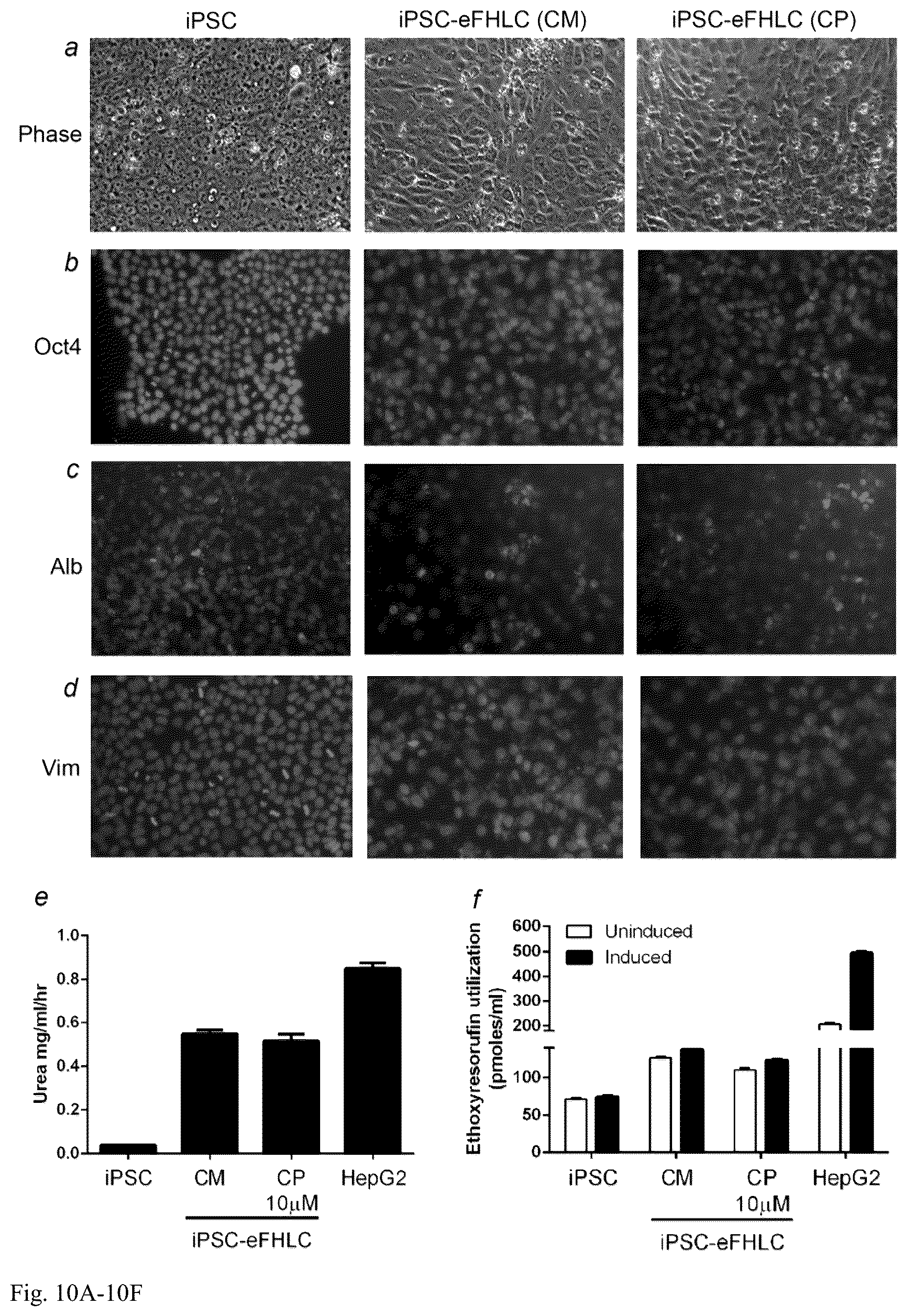 Patent US12098391 Figure 10 – Generation of hepatocytes from pluripotent stem cells