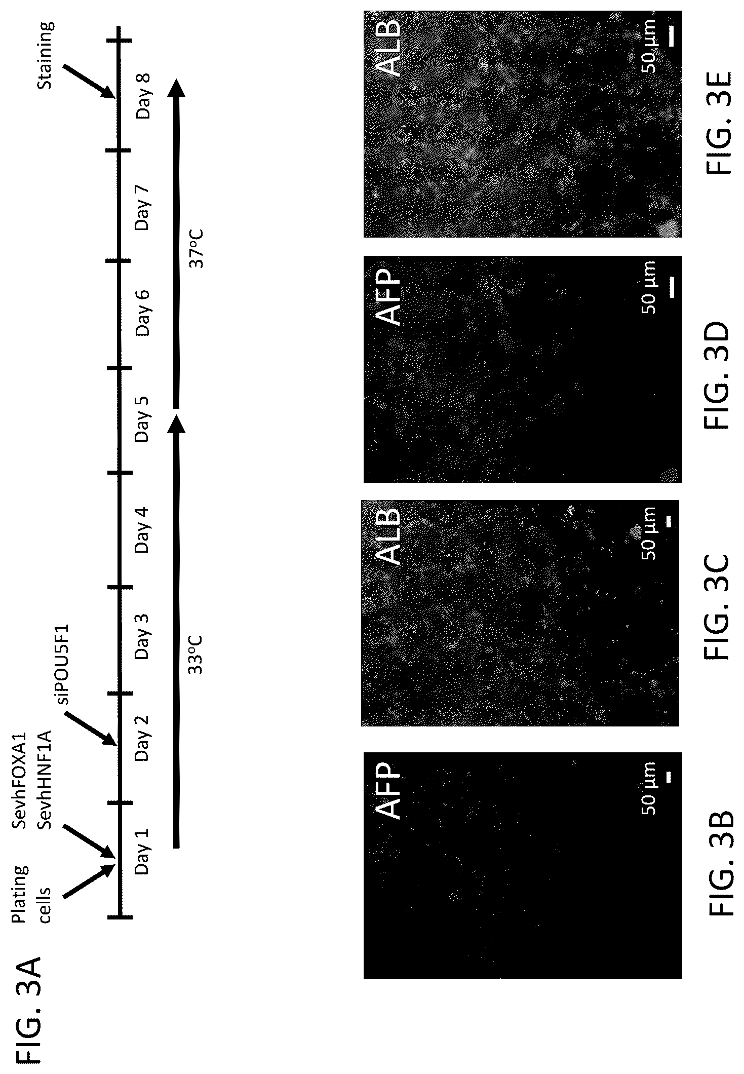 Patent US12098392 Figure 3 – 